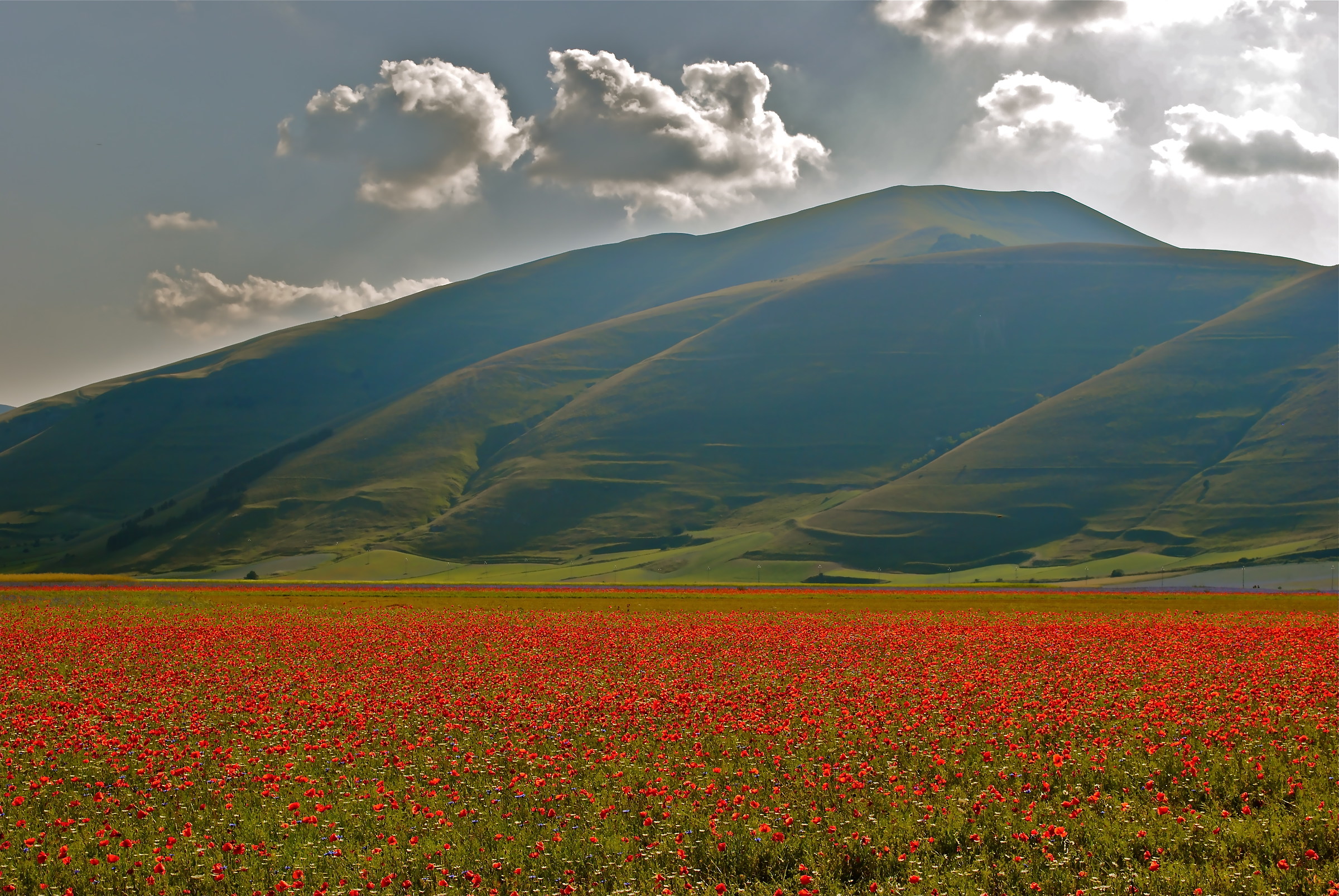 Flowering Castelluccio 2015