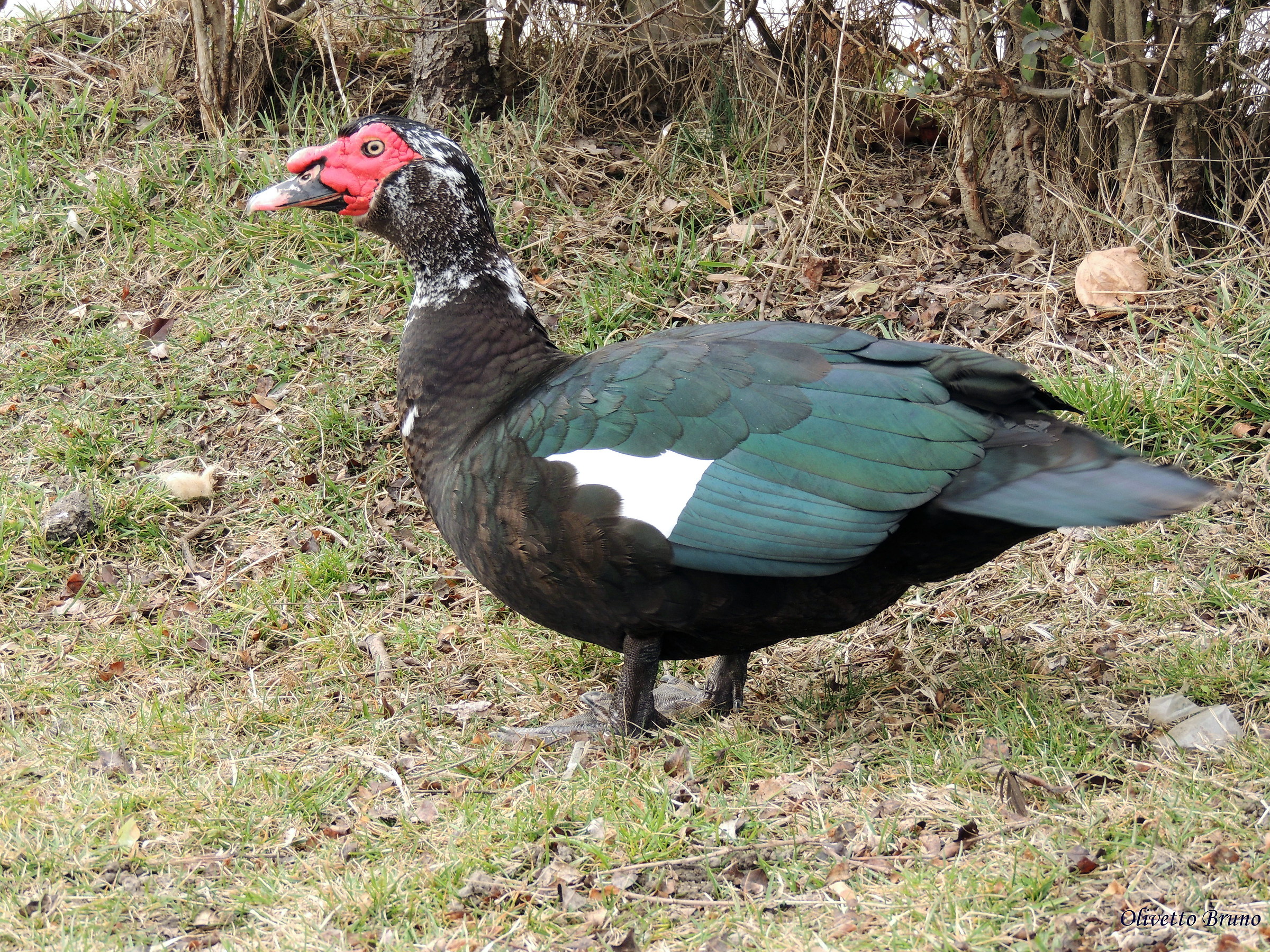 chiarina moscata (anatra muta di barberia)