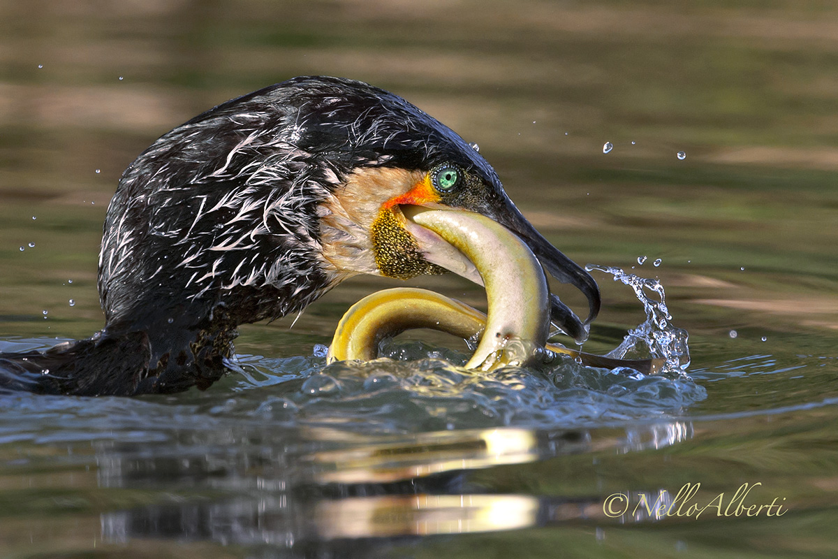 il cormorano grande predatore