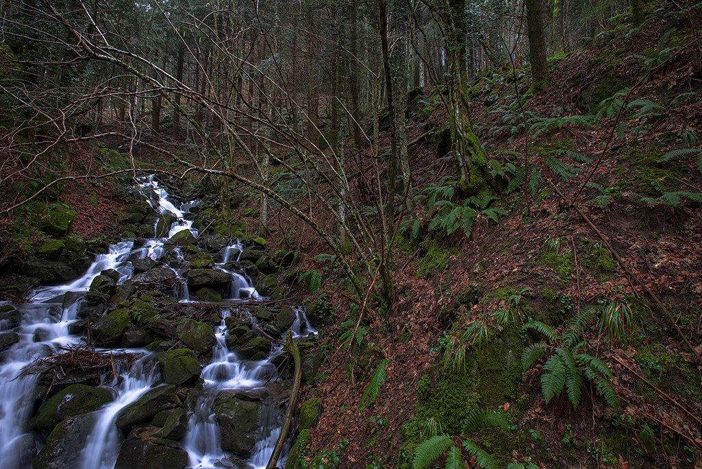 of camaldoli pn casentino forest