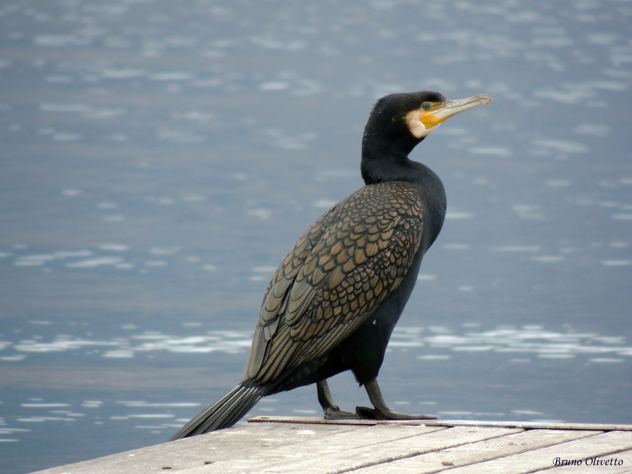 cormorano