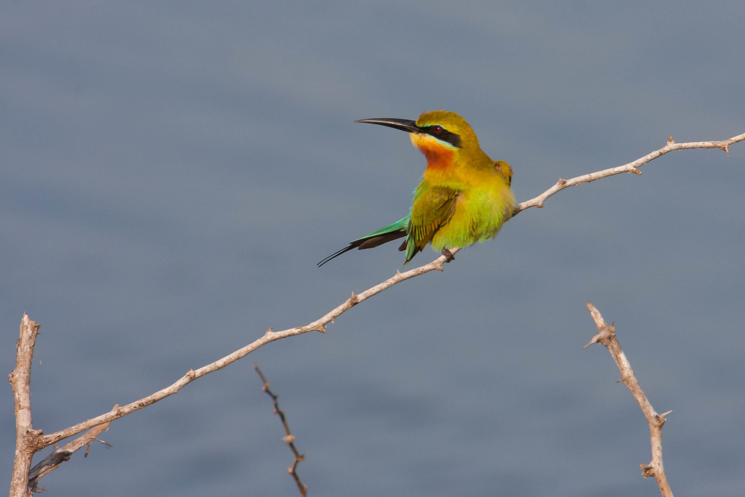 Blue tailed bee eater