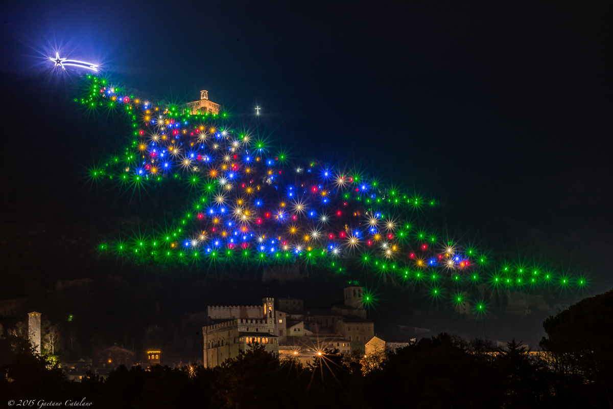 The tree of Gubbio ...