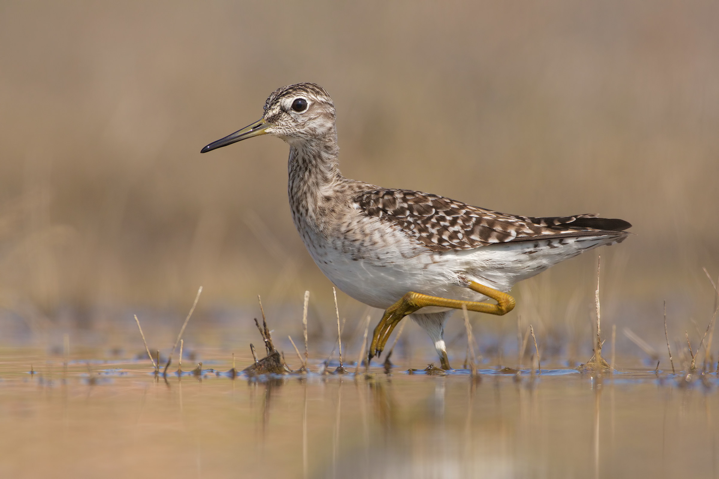 Piro piro boschereccio