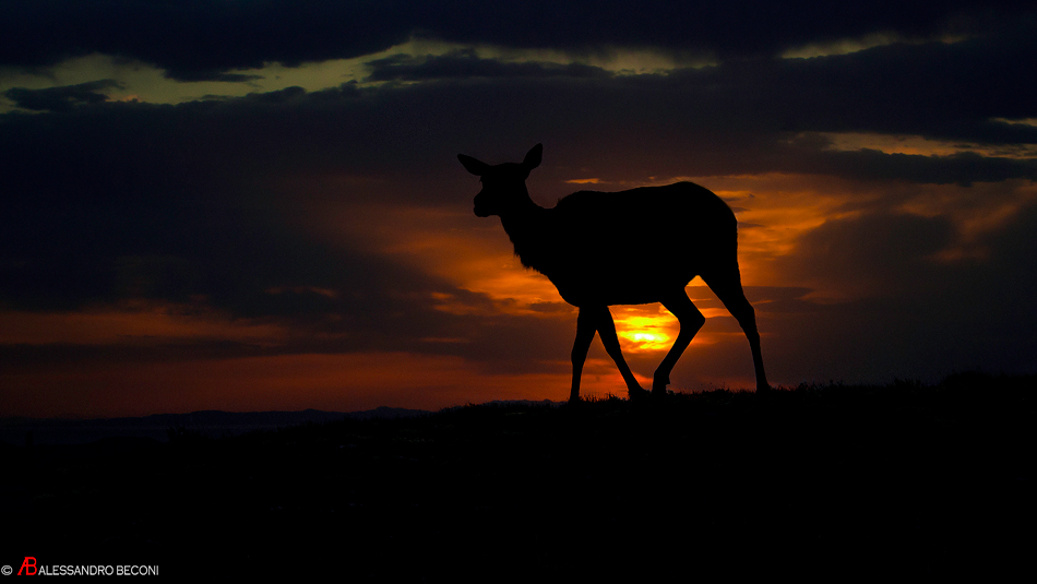 Elk at sunset