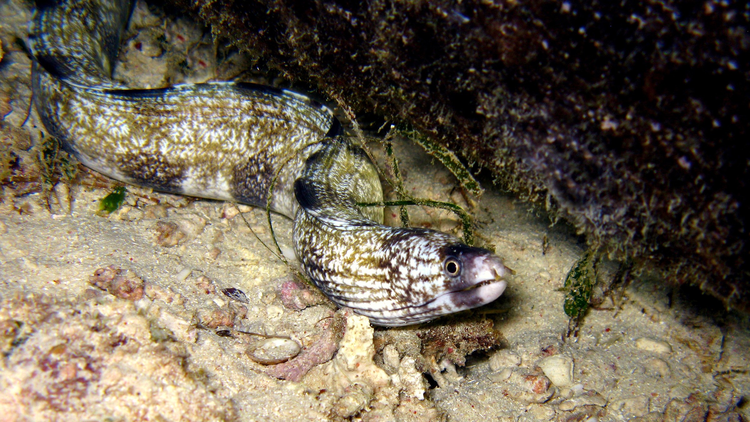 gymnothorax Enigmaticus