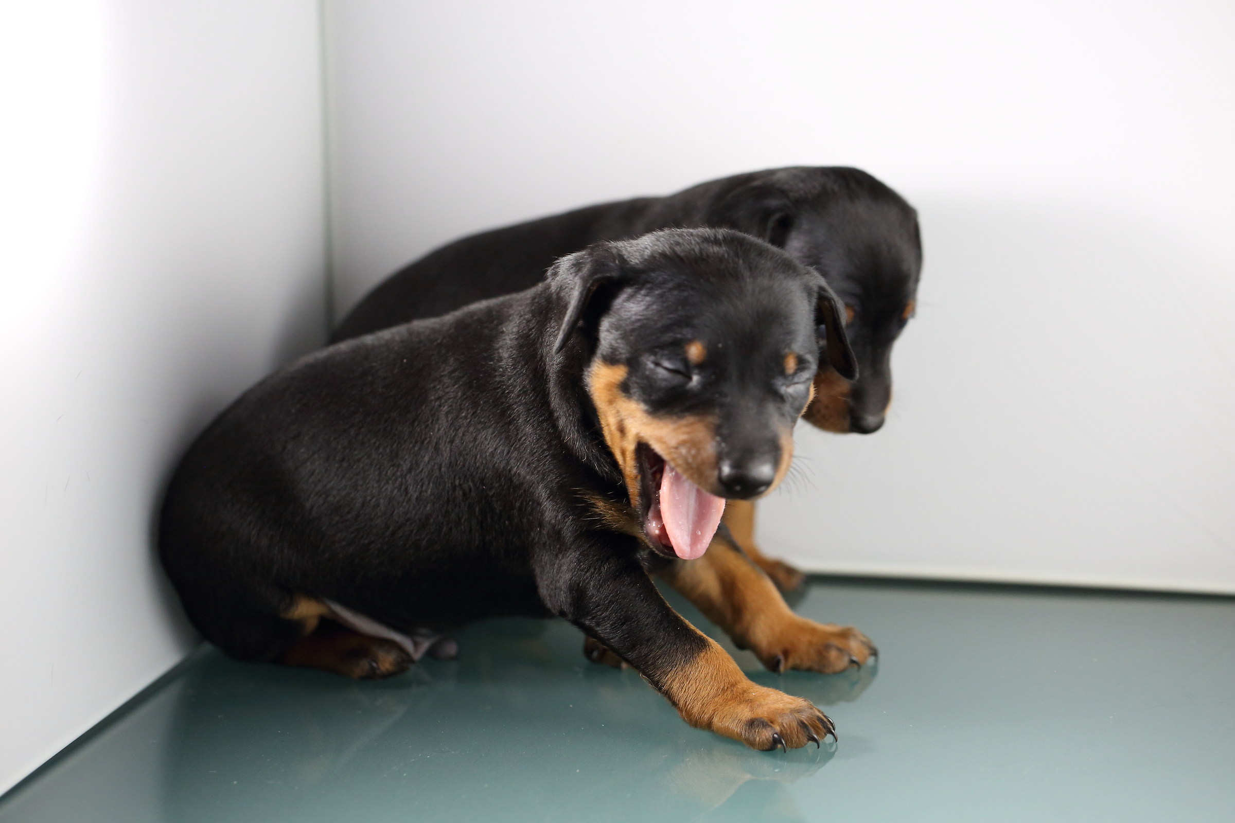 Brother and sister .... 3