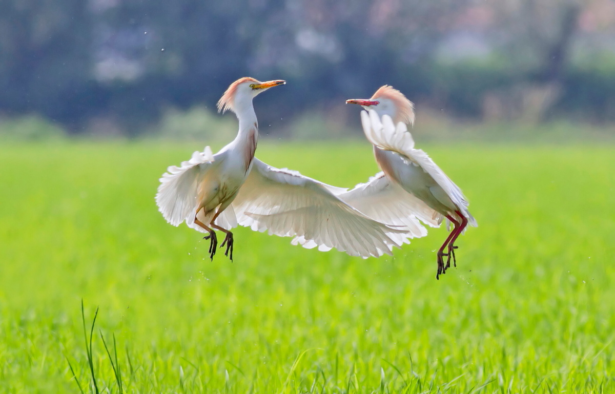 Guardabuoi:           Di Fronte