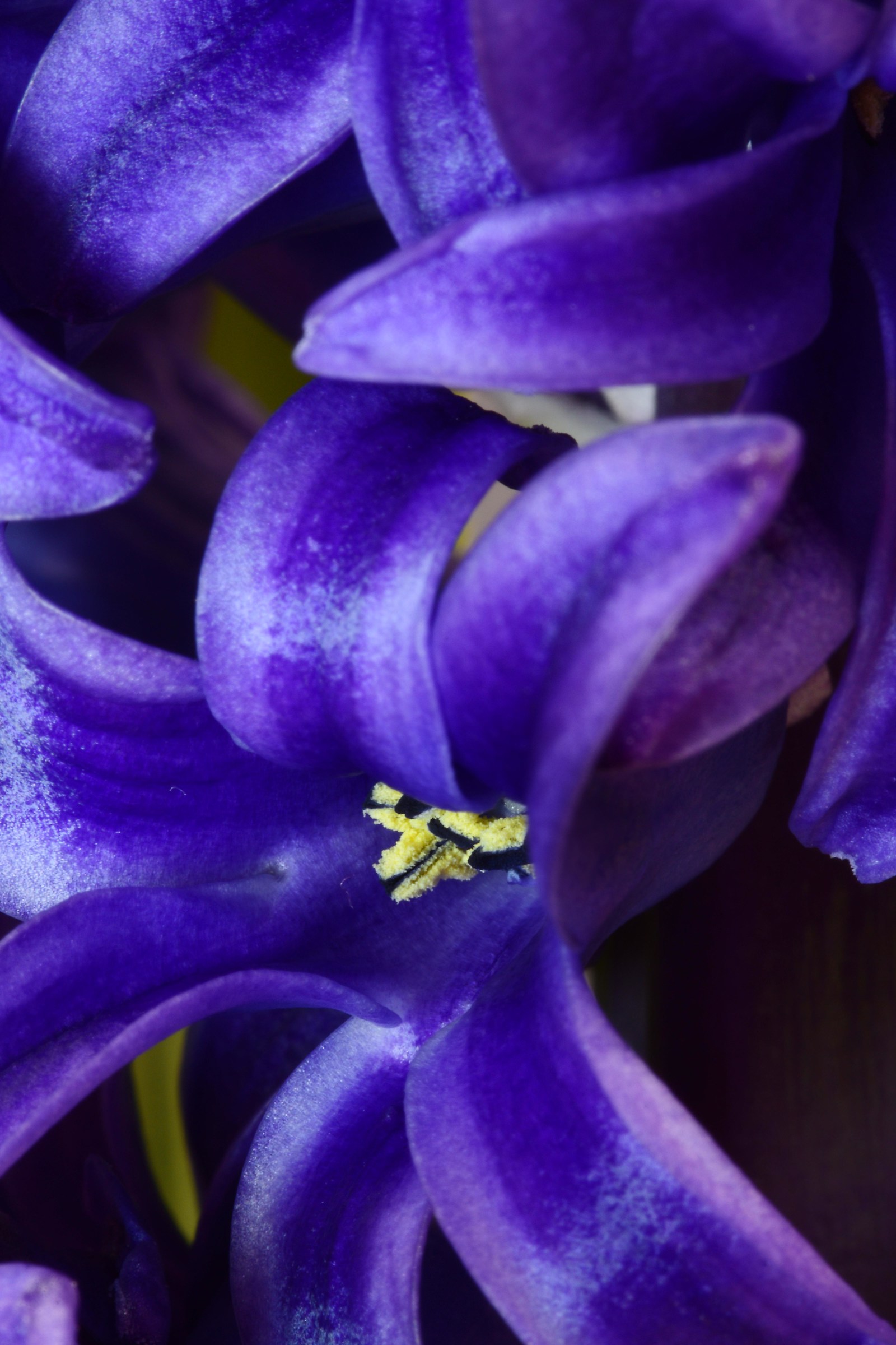 hyacinth flower
