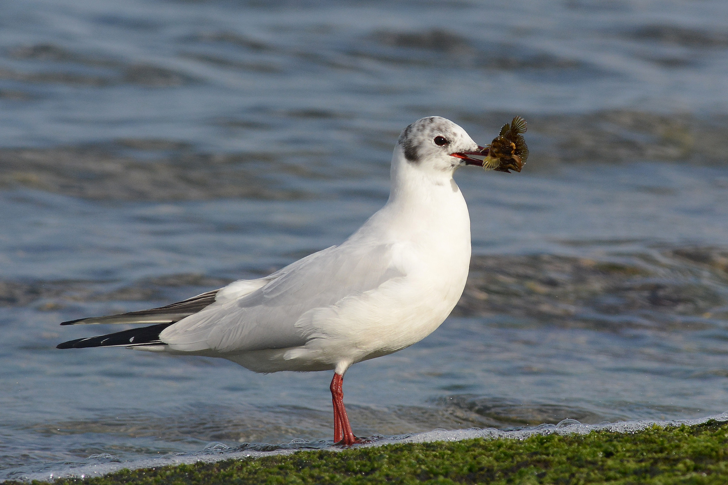 Gull with prey