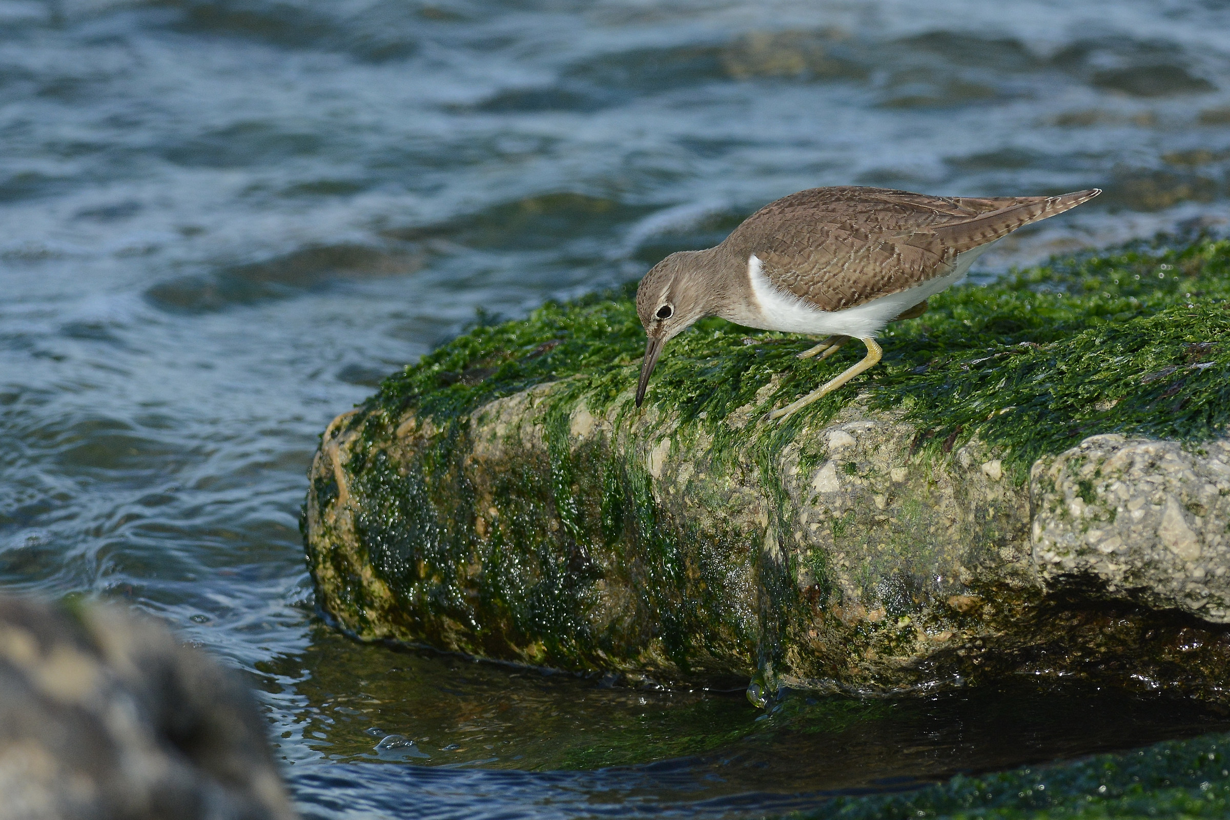 sandpiper in search of food