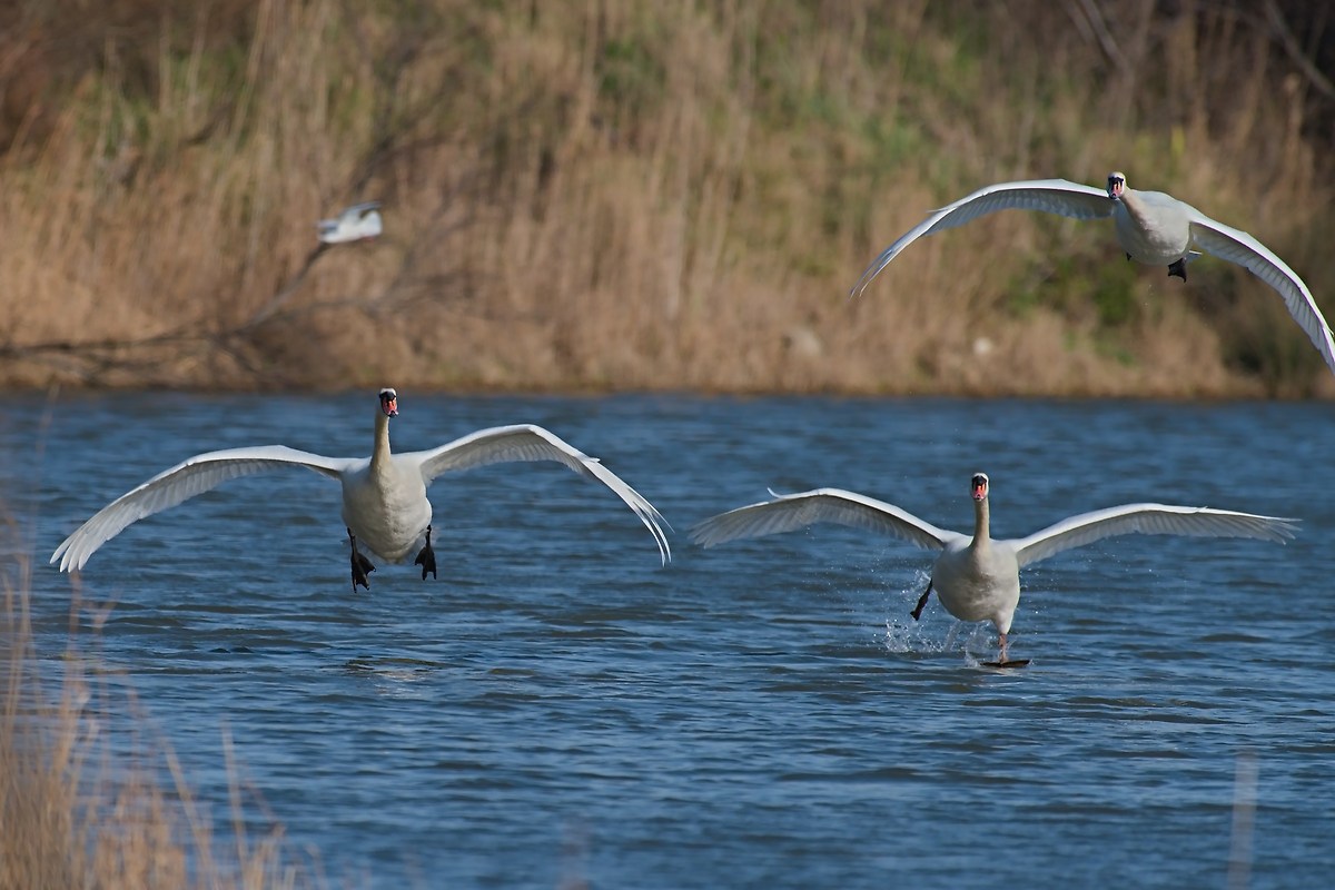 Swans in ditching