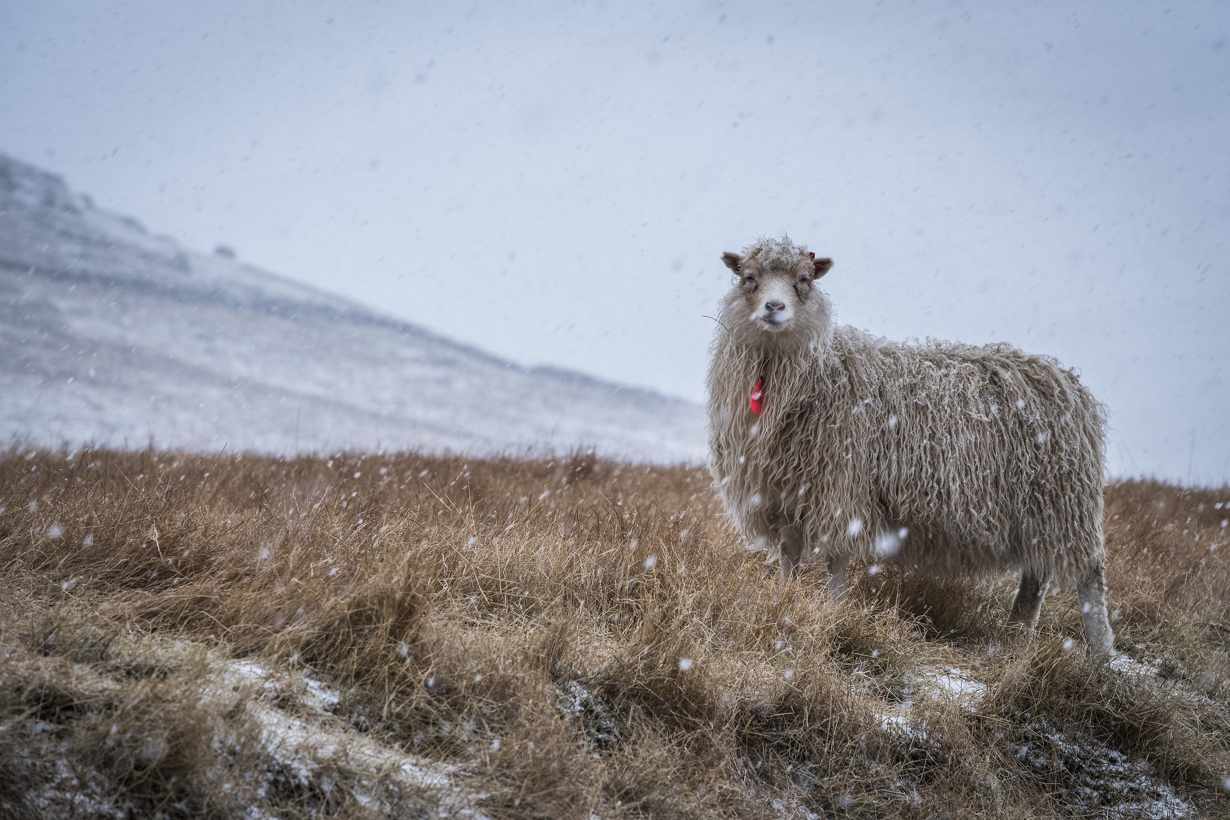 Strong snowfall in Gjov - Faroe Islands