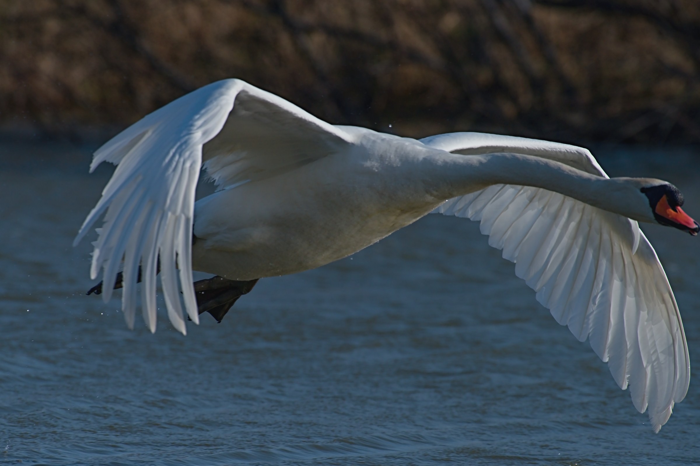 The flight of the swan 1