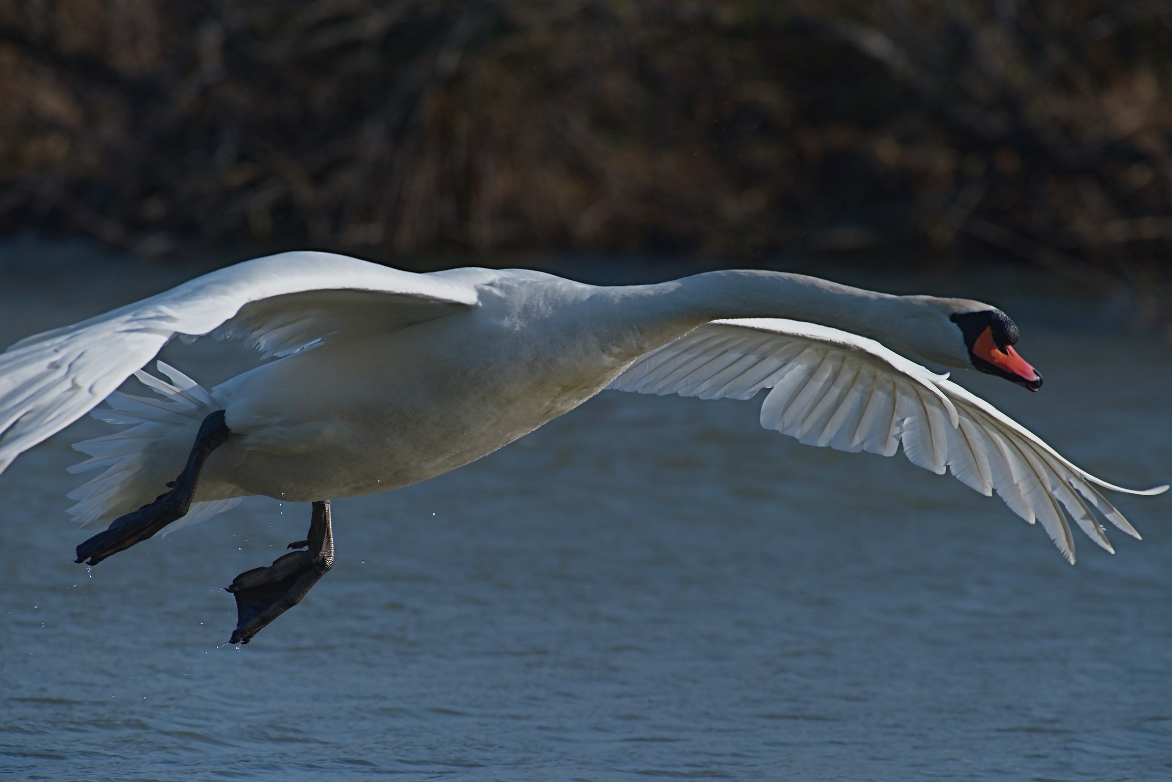 The Flight of the Swan 2