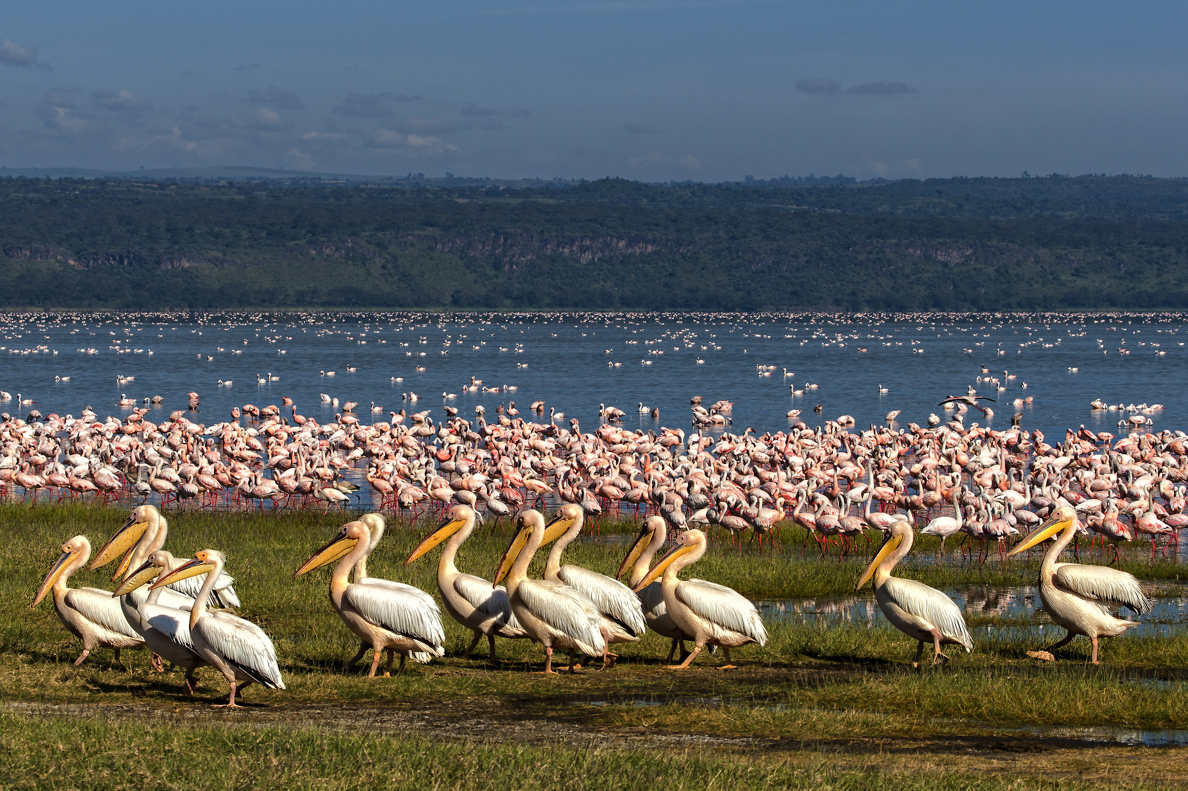 Nakuru with flamingo's and pelikans