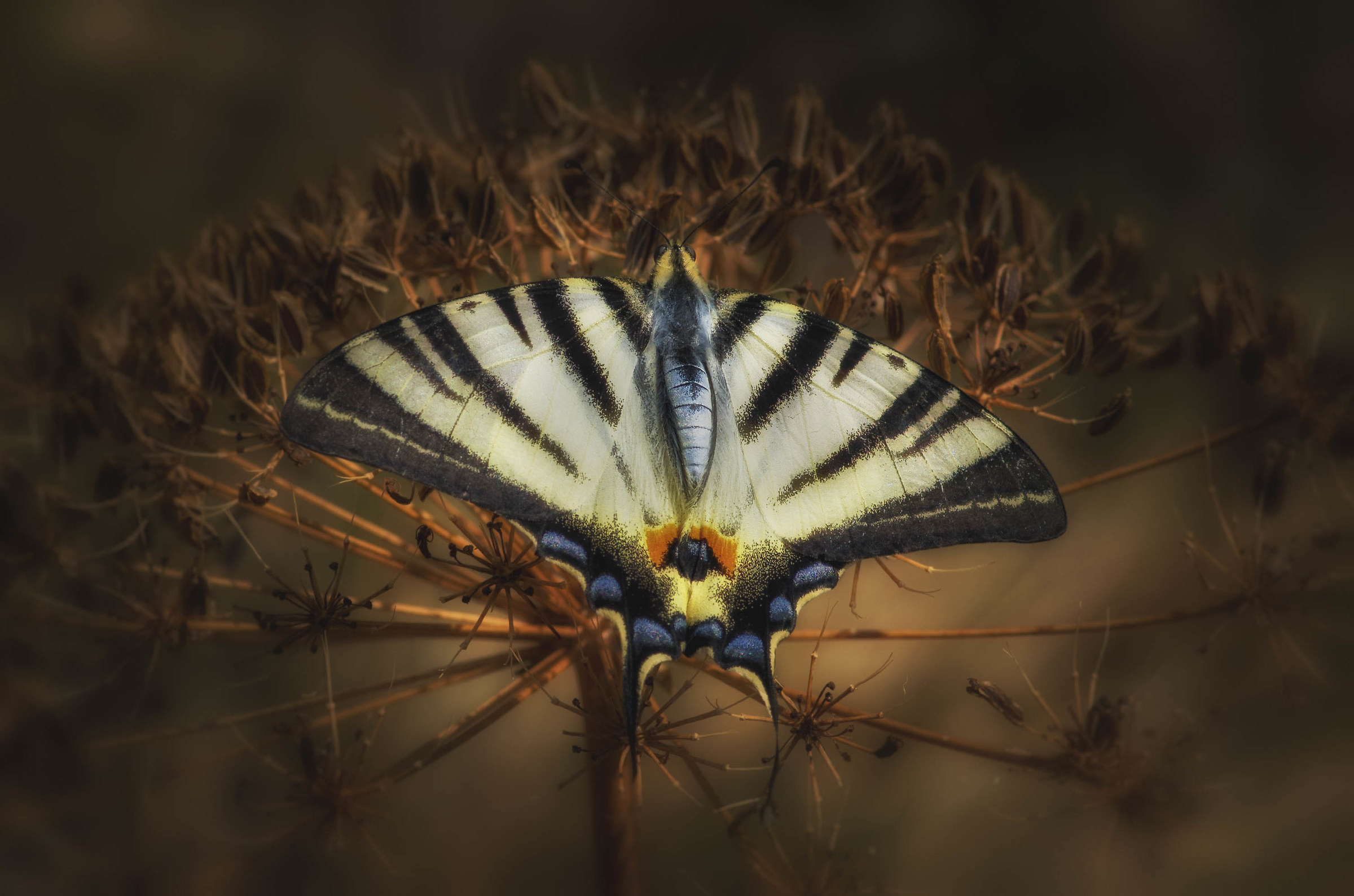 Iphiclides podalirius