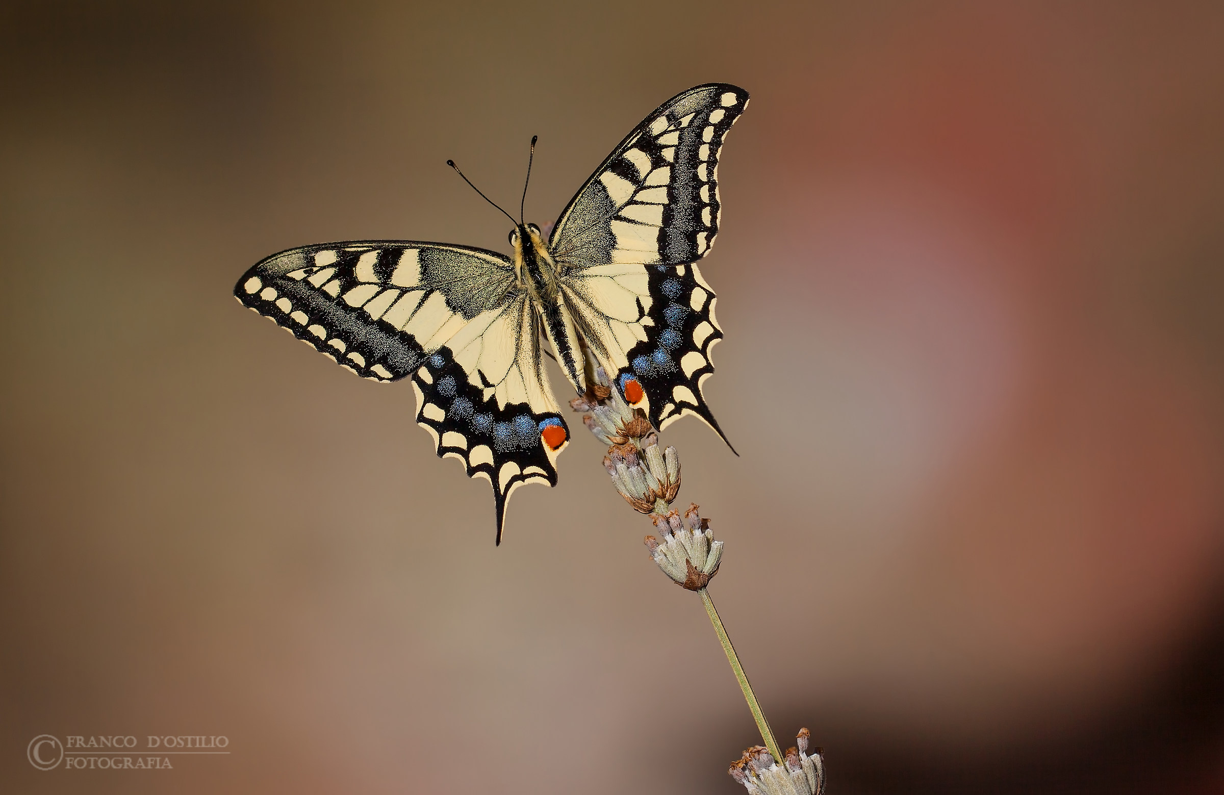 Papilio machaon