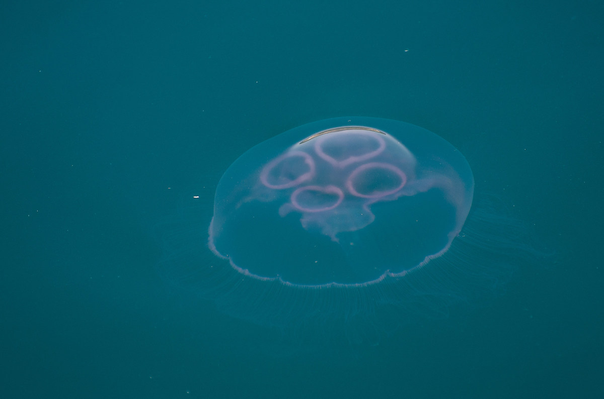 ....Jellyfish!