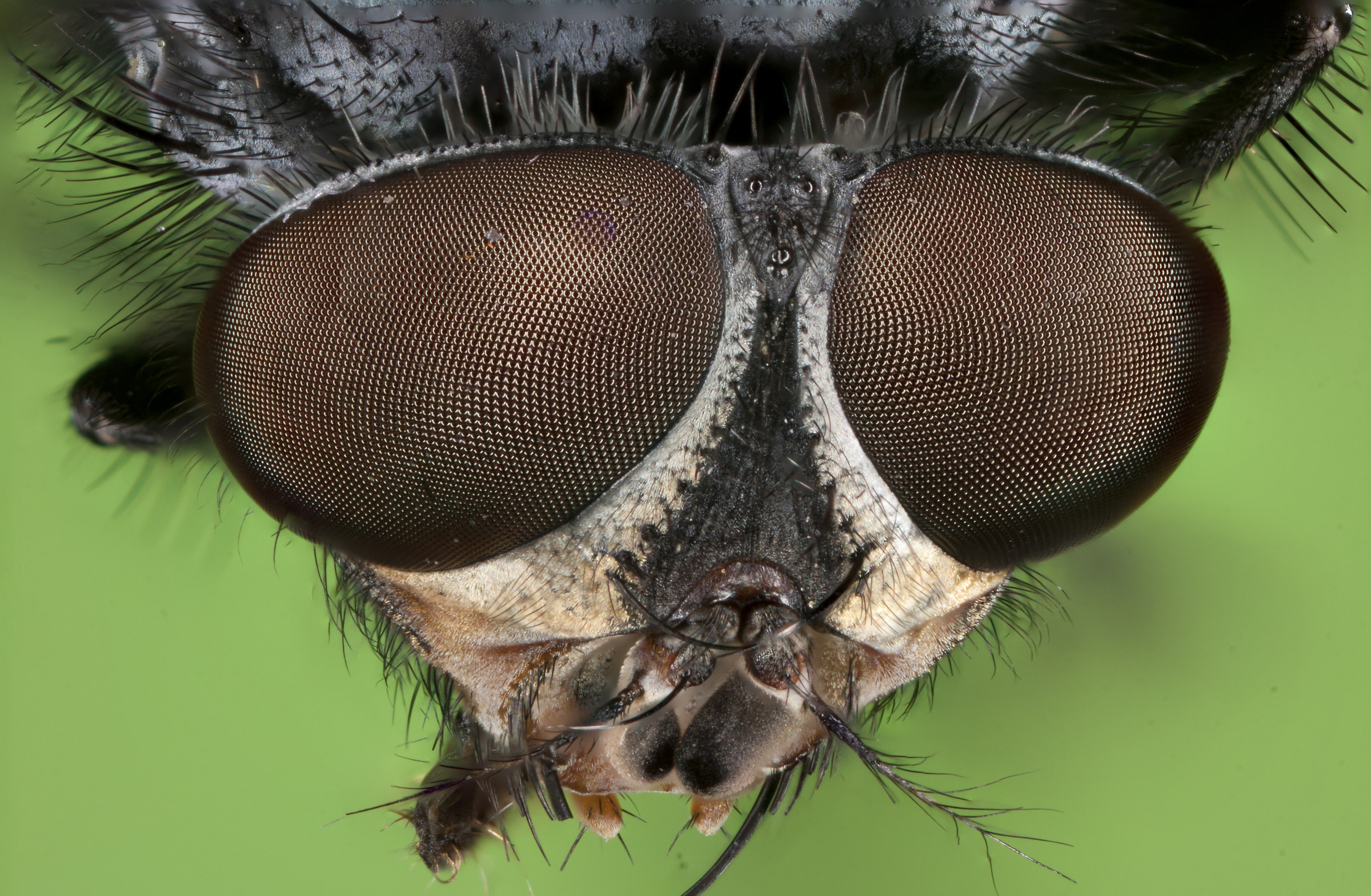 Mosca particolare testa