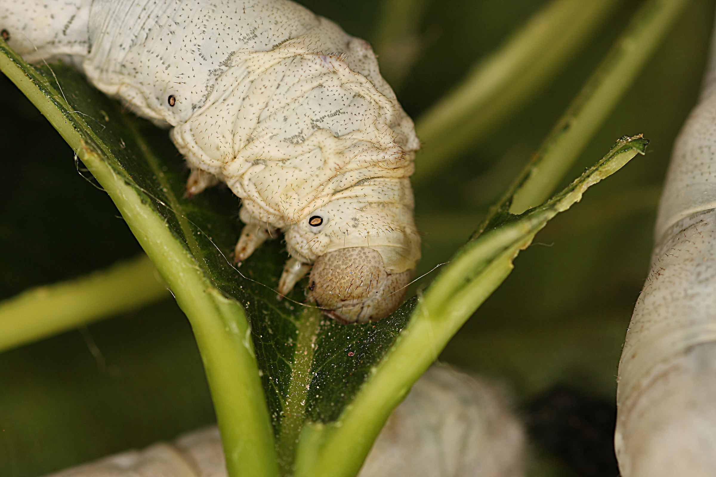 Larva - Baco da seta