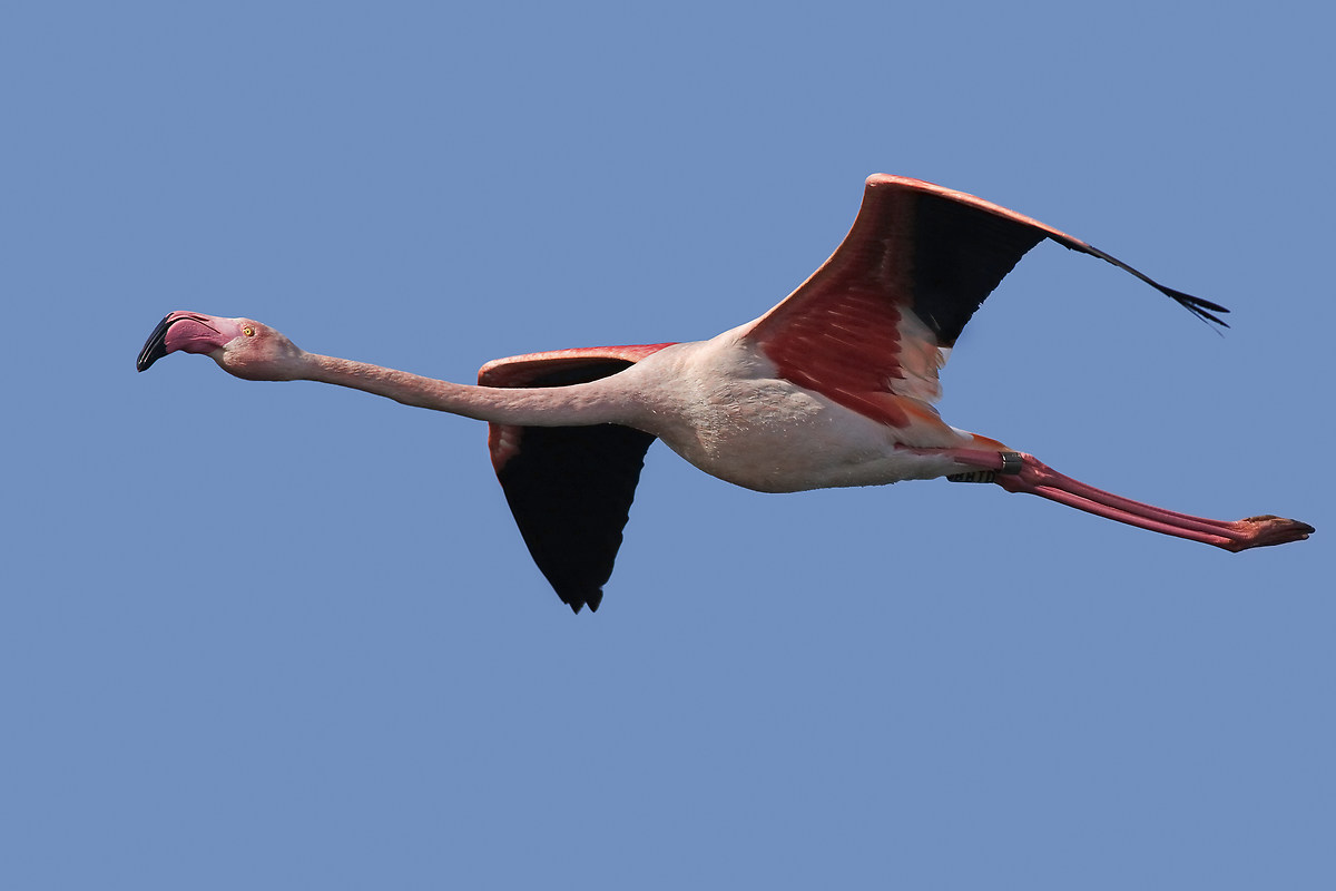 Flamingo in flight