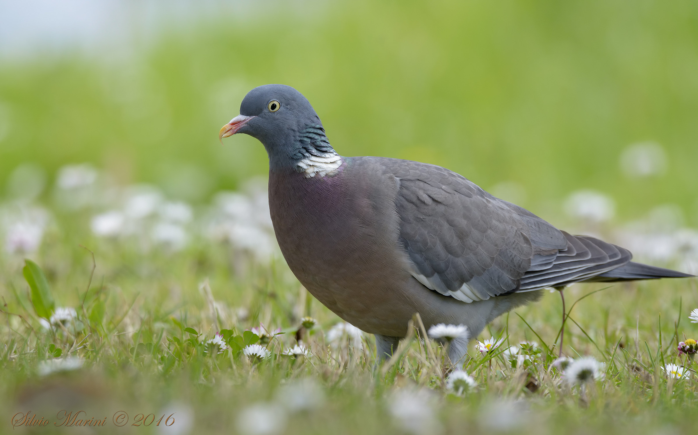 Colombaccio (Columba palumbus)