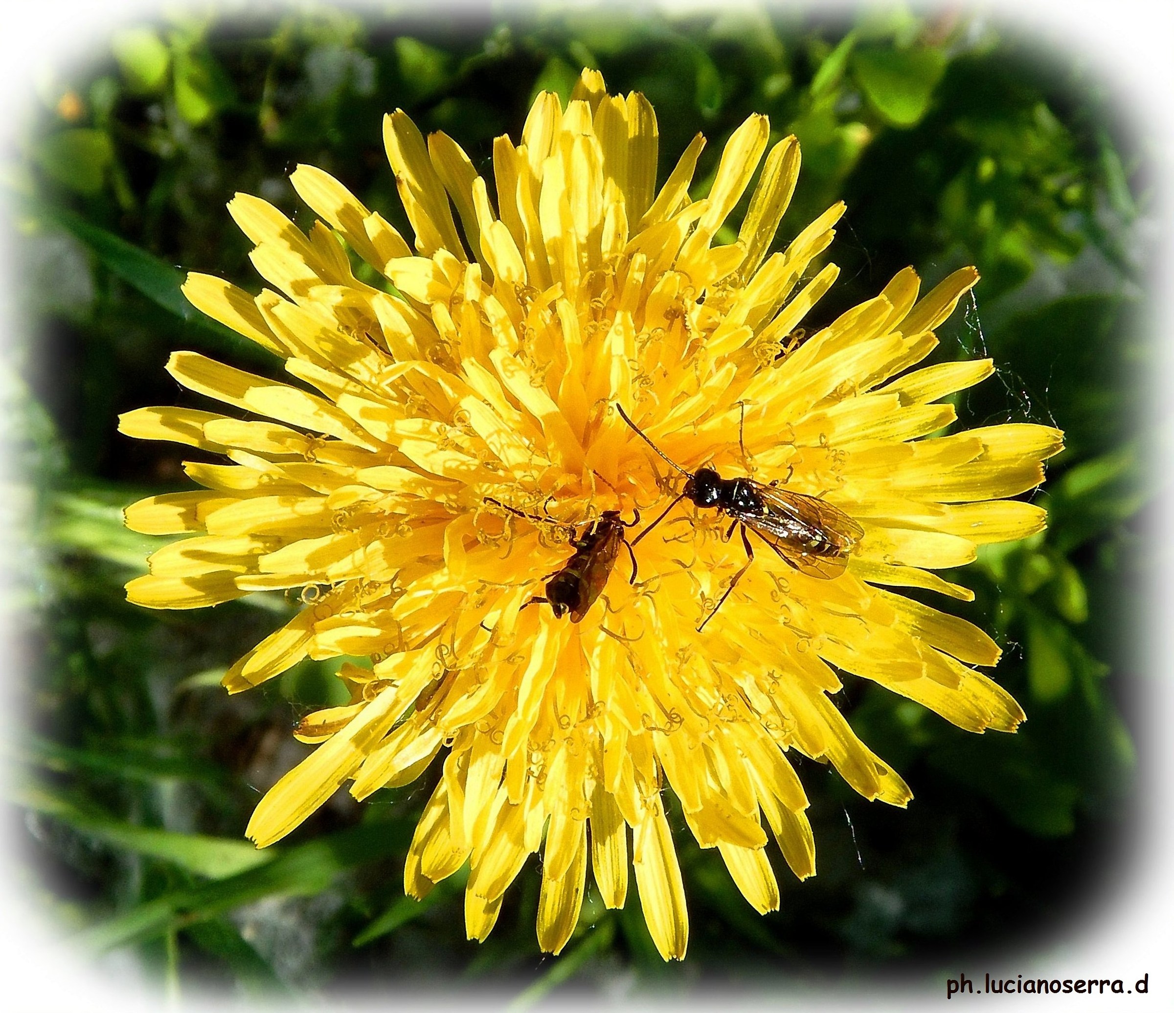 mmm ... how it is this tasty dandelion ...