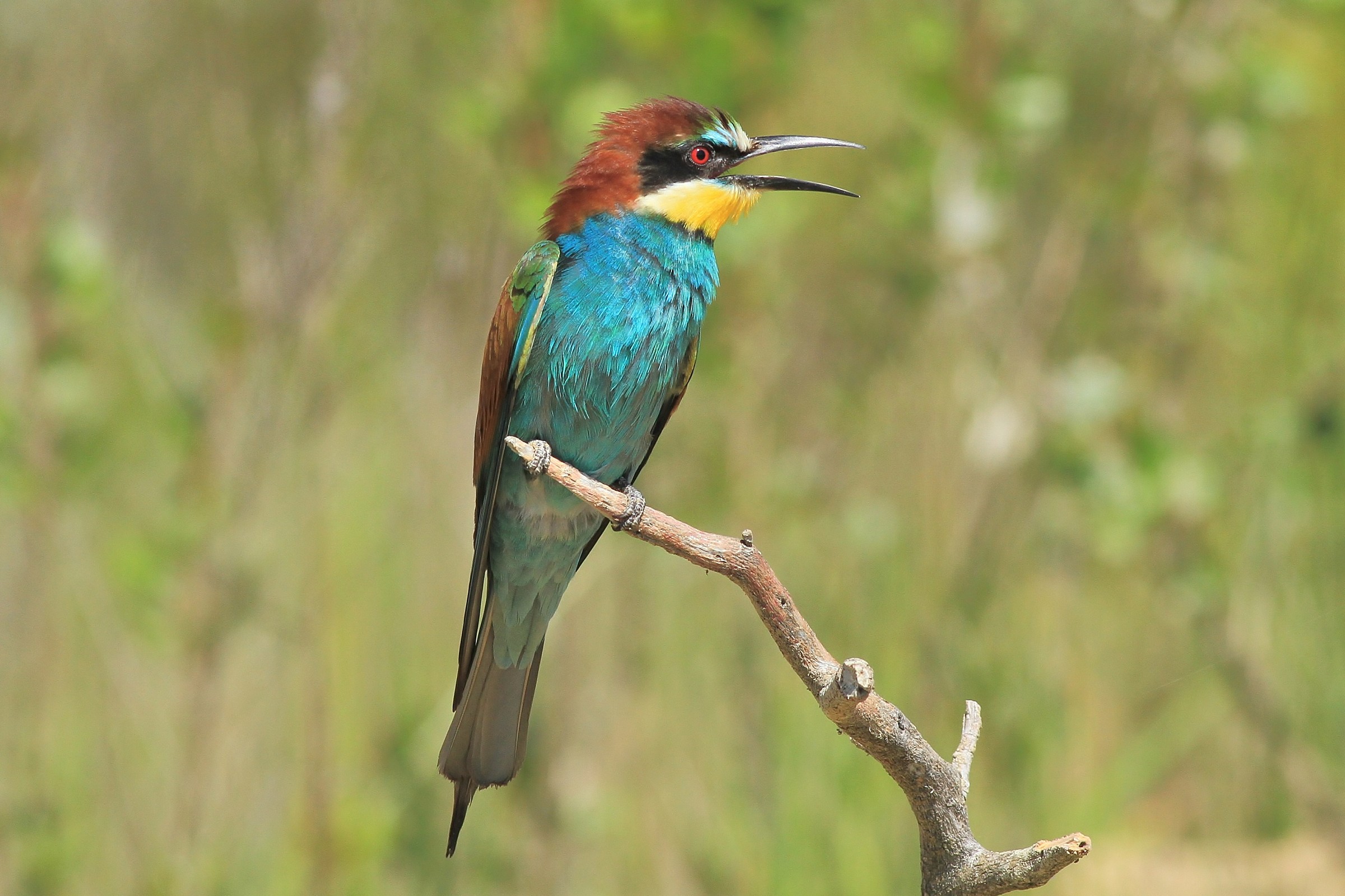 A bocca aperta.............