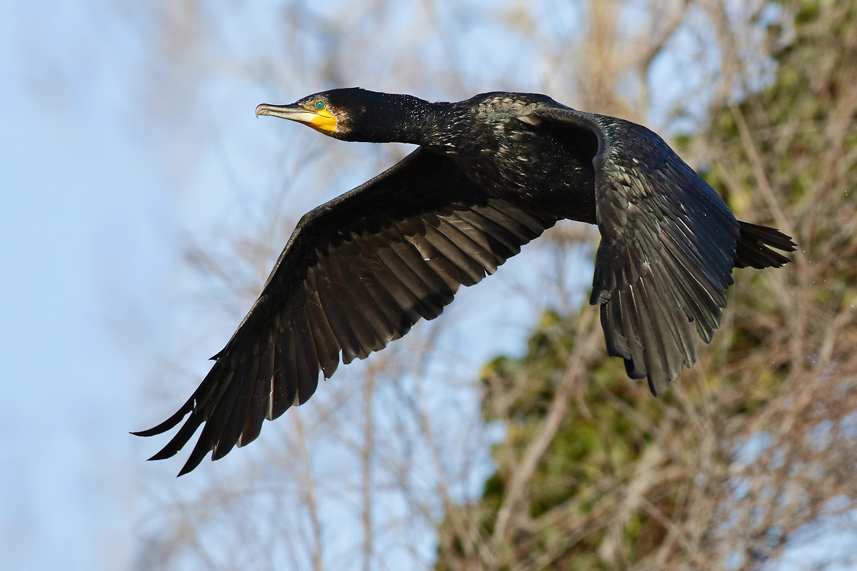 Cormorant in flight