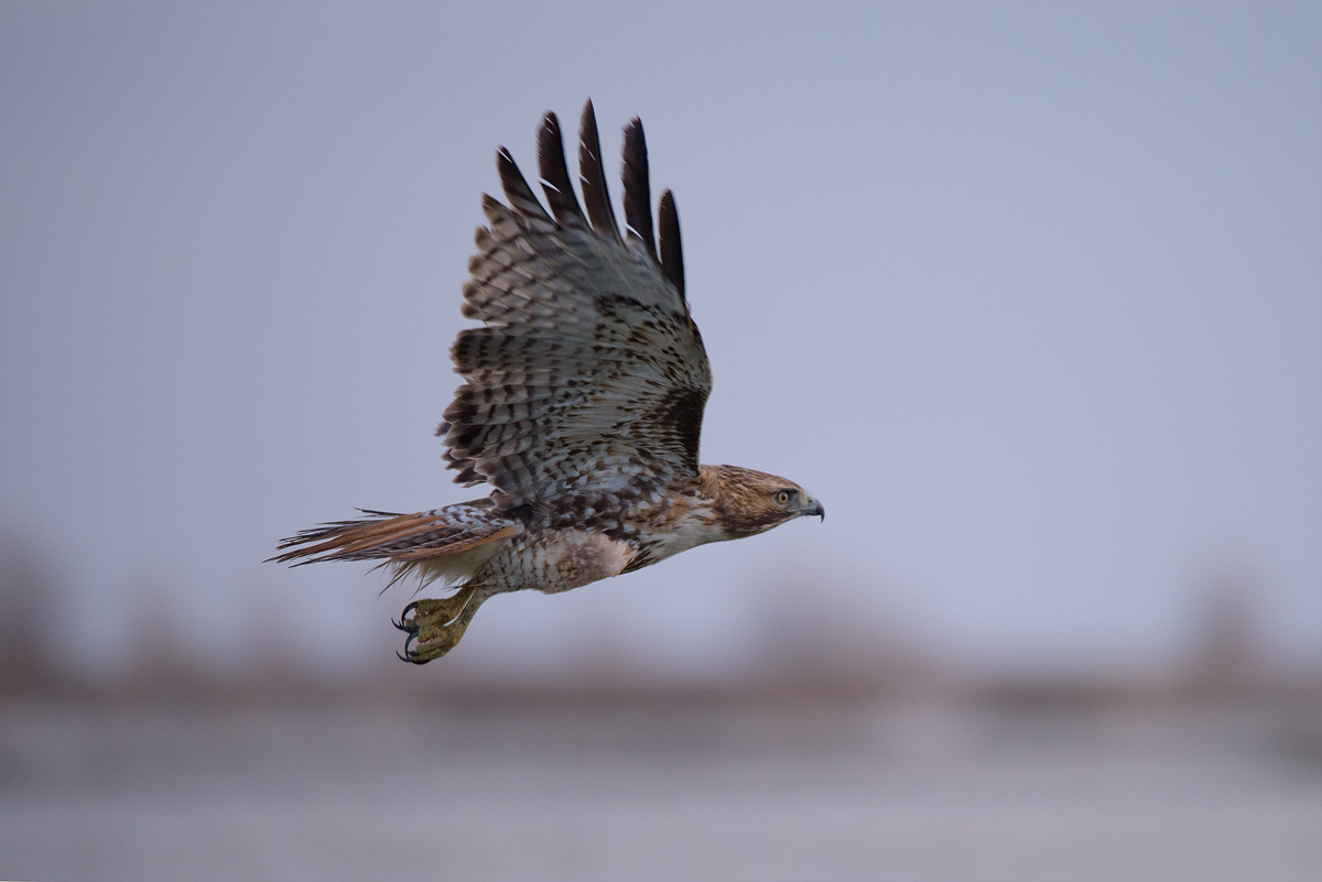 red-shouldered hawk - Sacramento Valley- CA