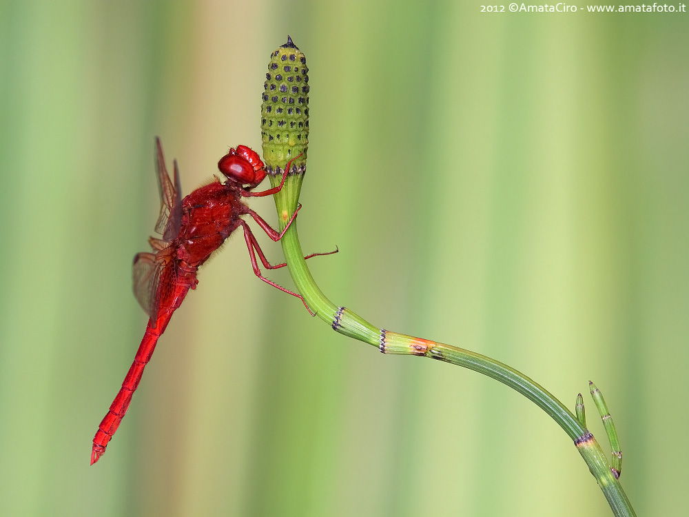 Crocothemis erythraea (Brullé, 1832) - Libellulidae