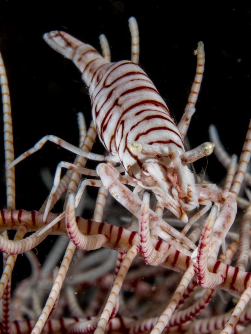 Crinoid Shrimp