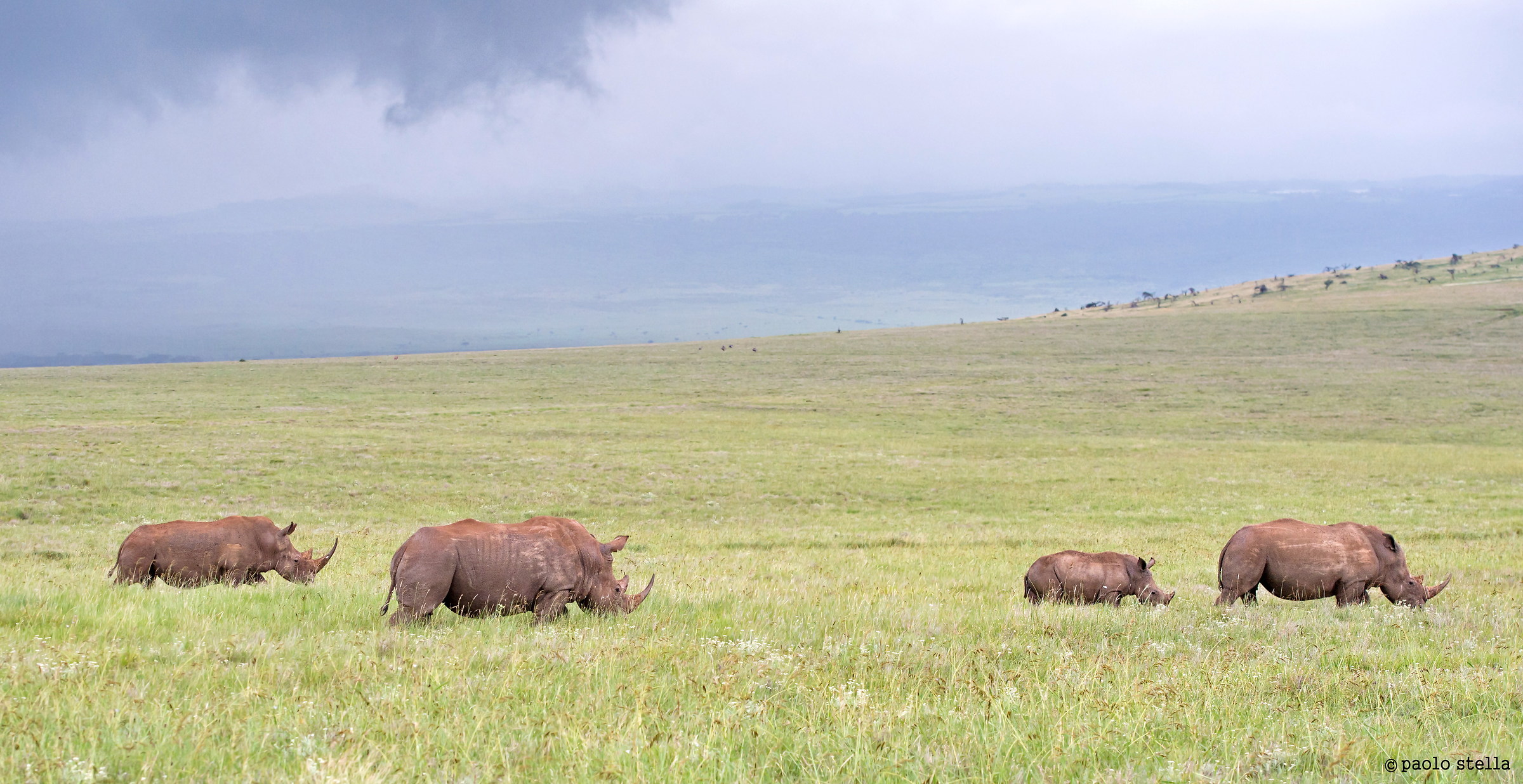 female, puppy and two suitors