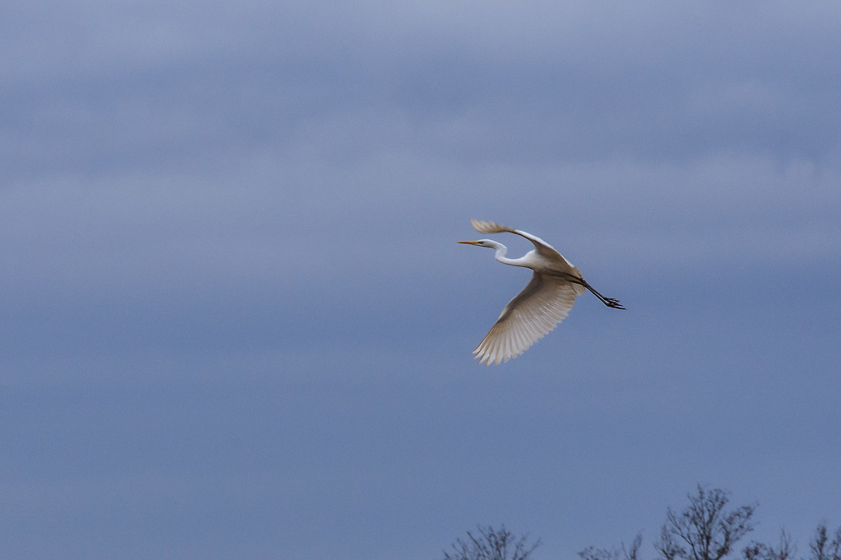 Great Egret