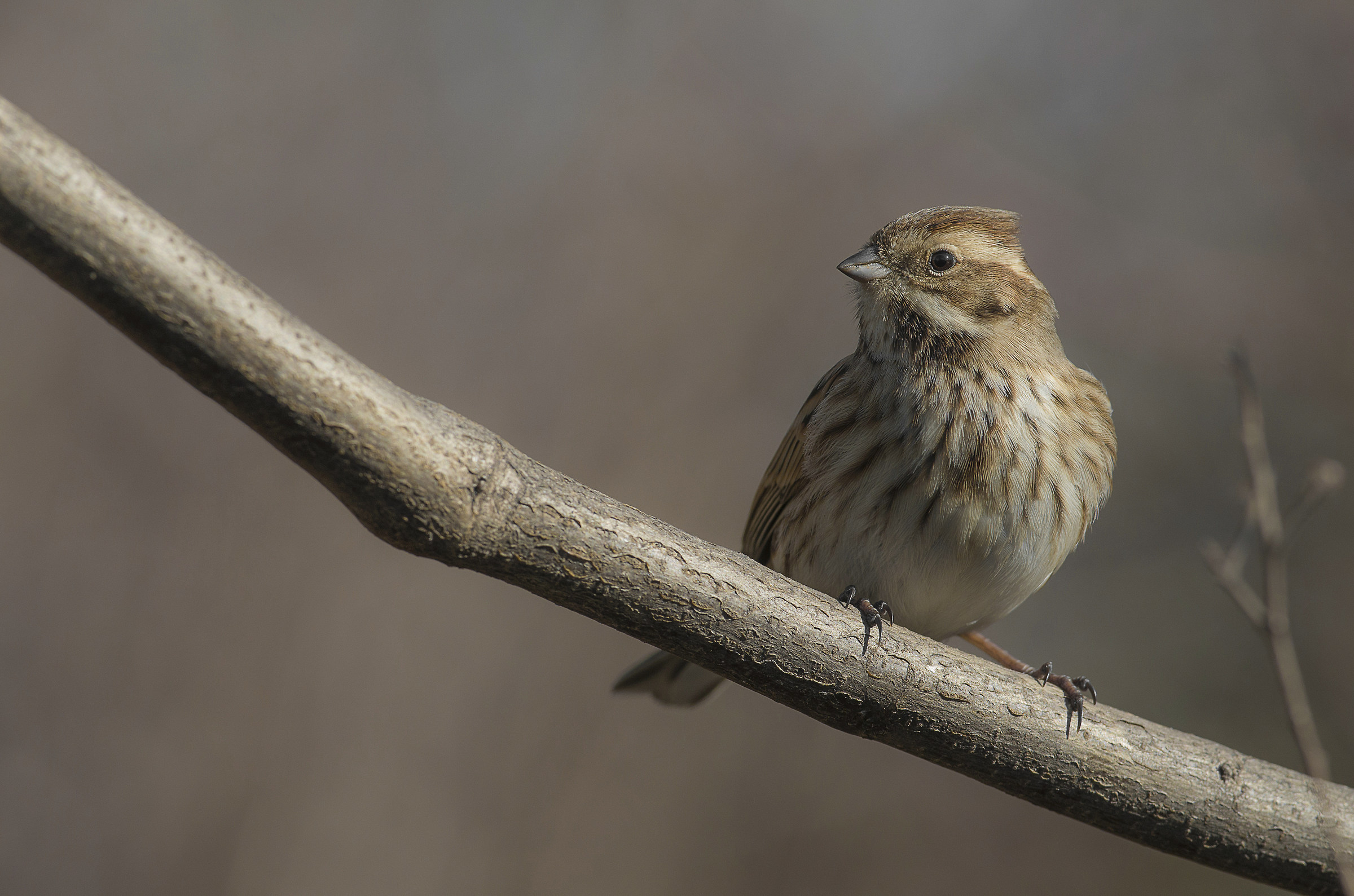 Migliarino di palude.Femmina.