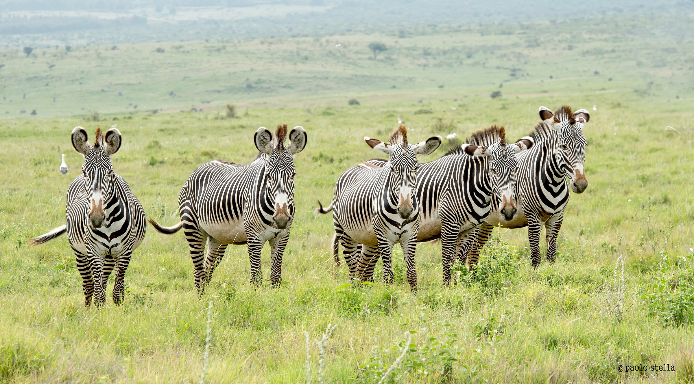 Grevy's Zebras