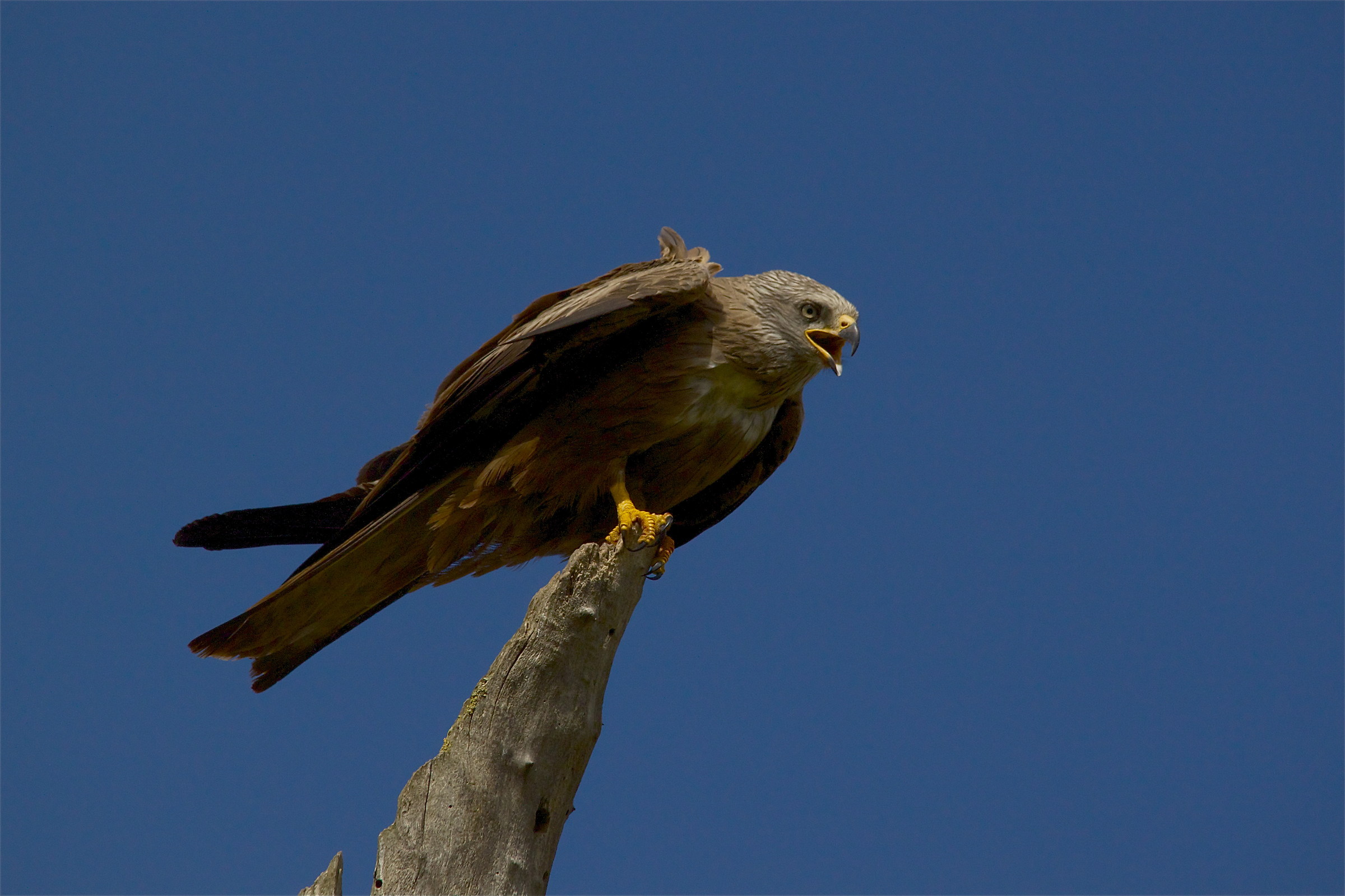 Black kite