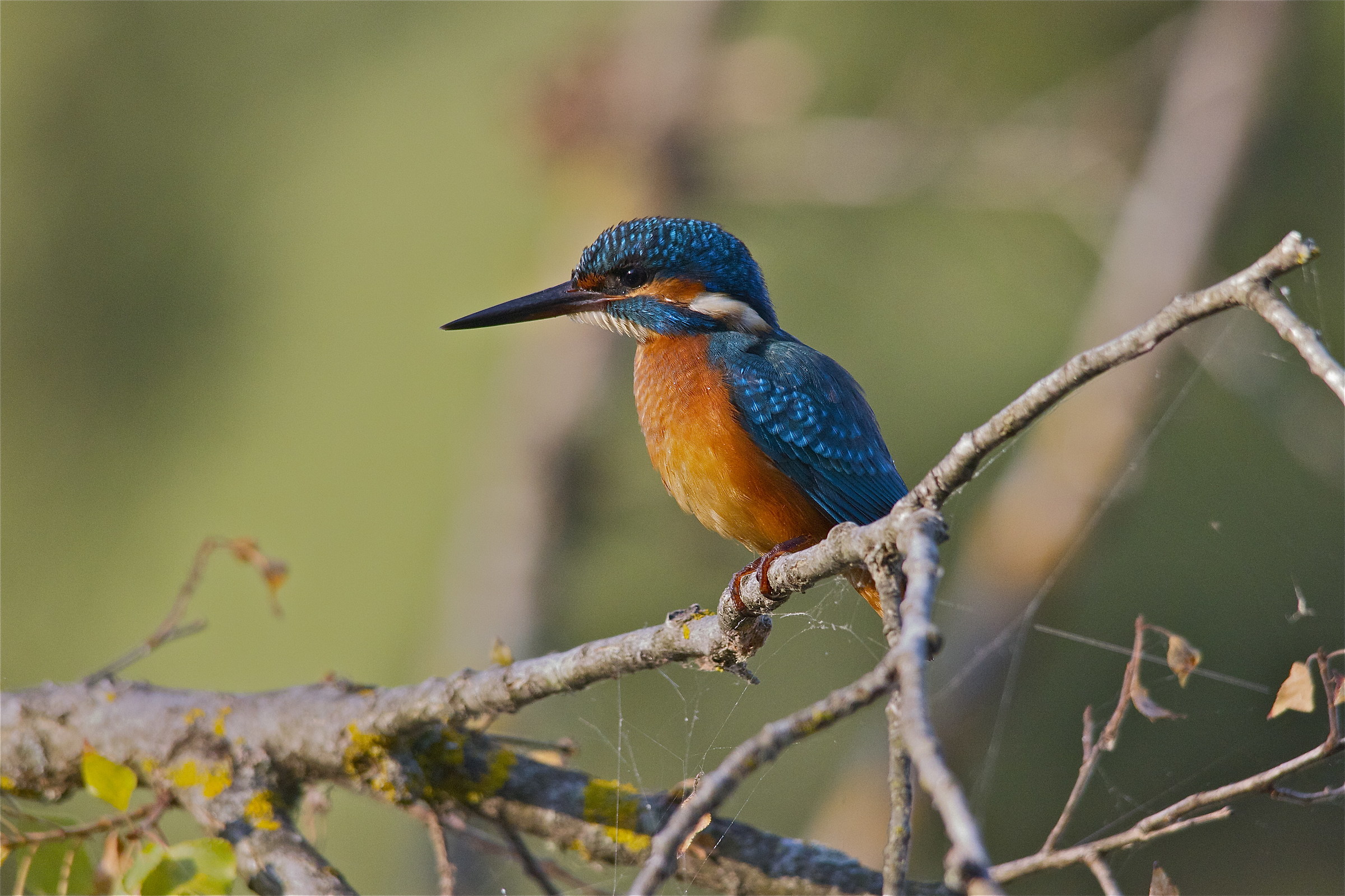 kingfisher