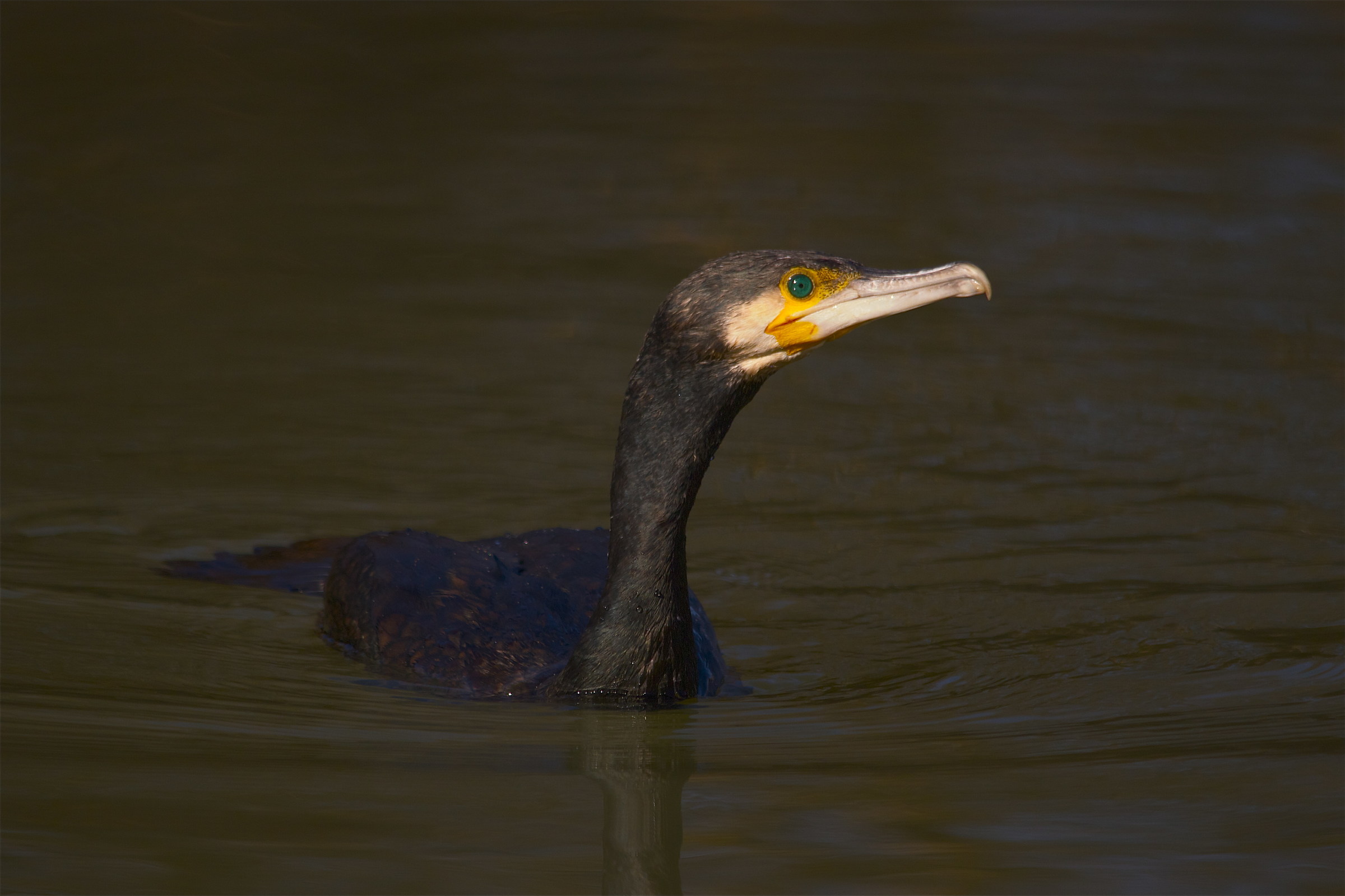 cormorant