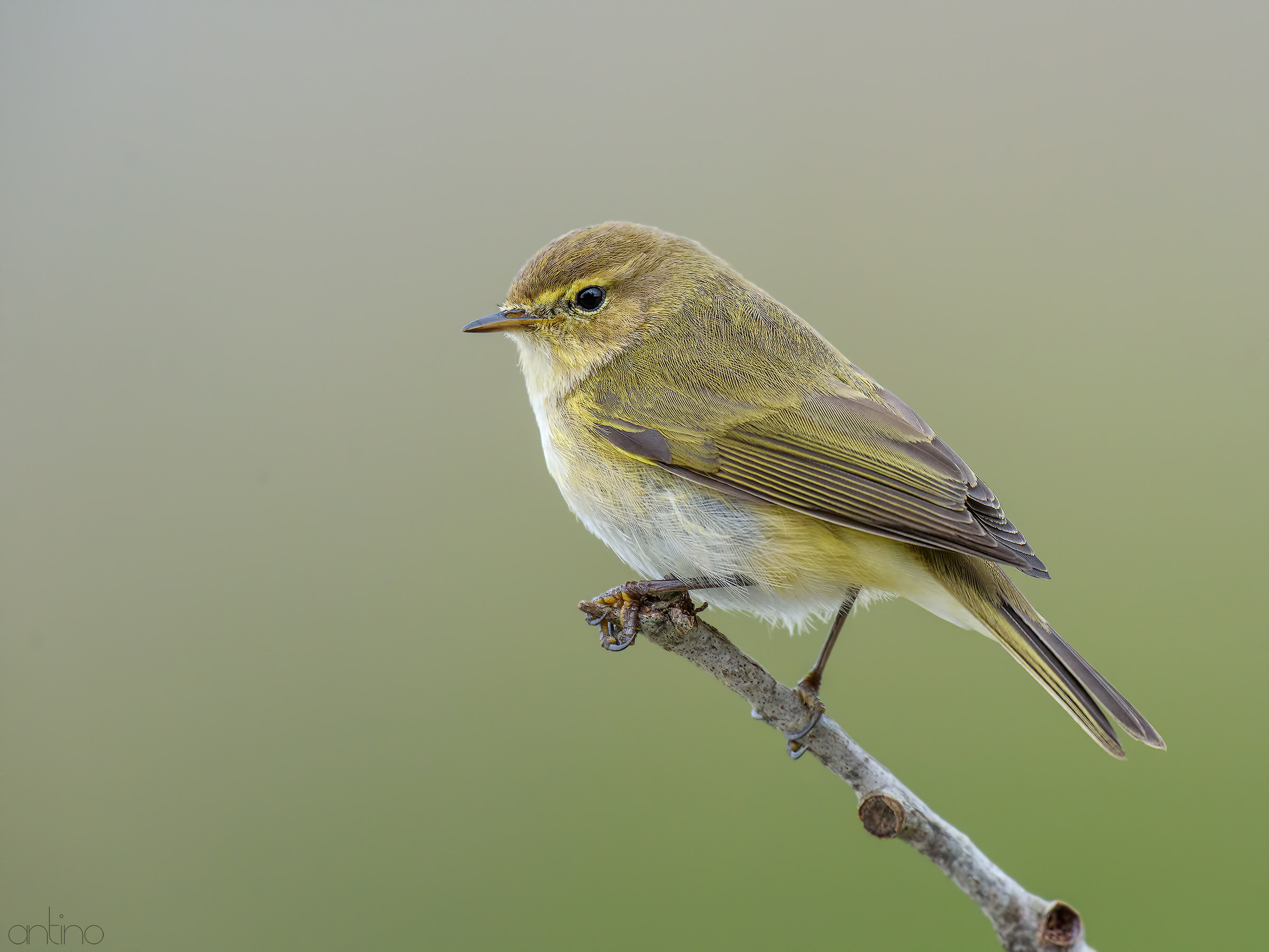 Chiffchaff