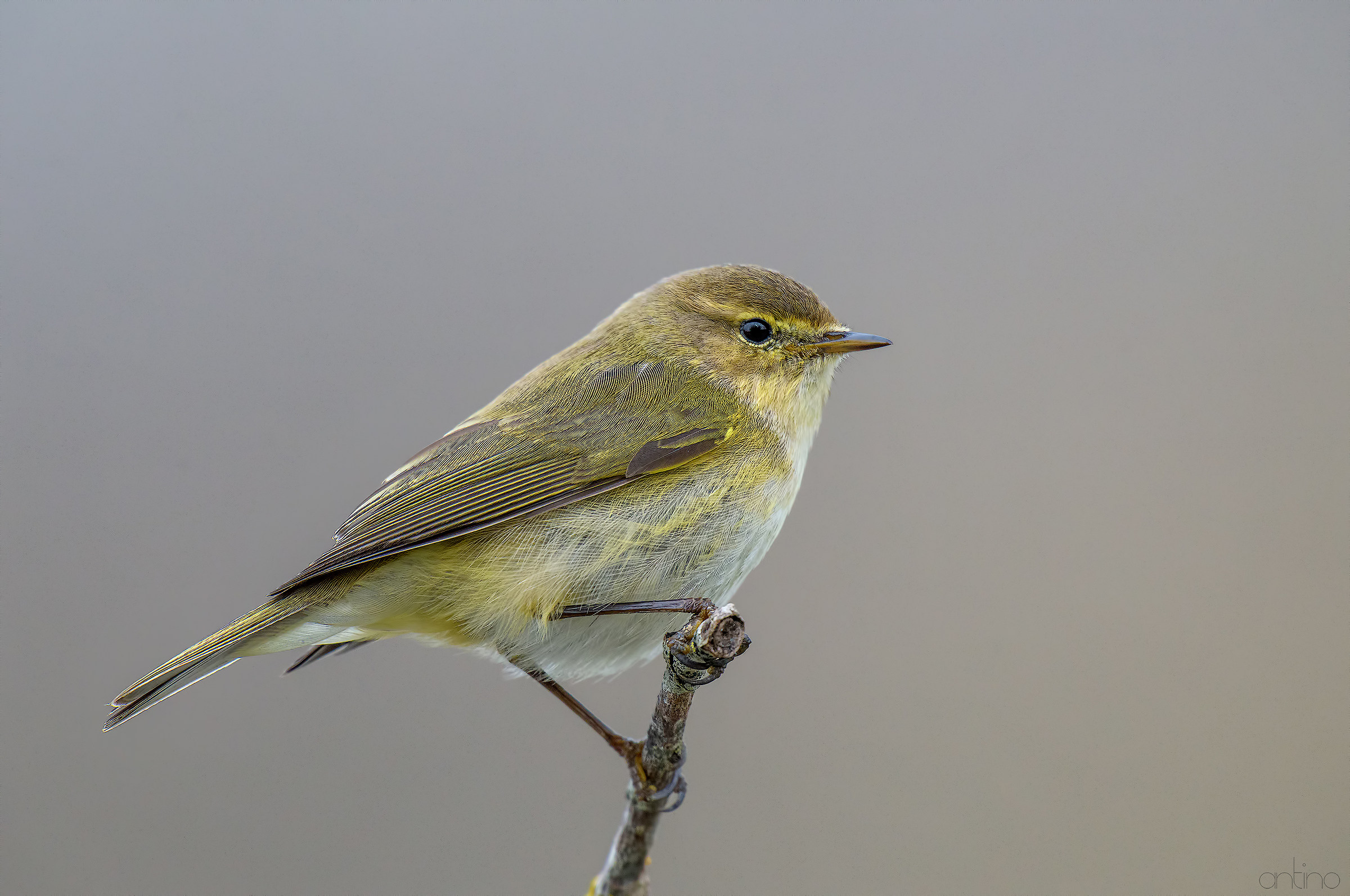 Chiffchaff