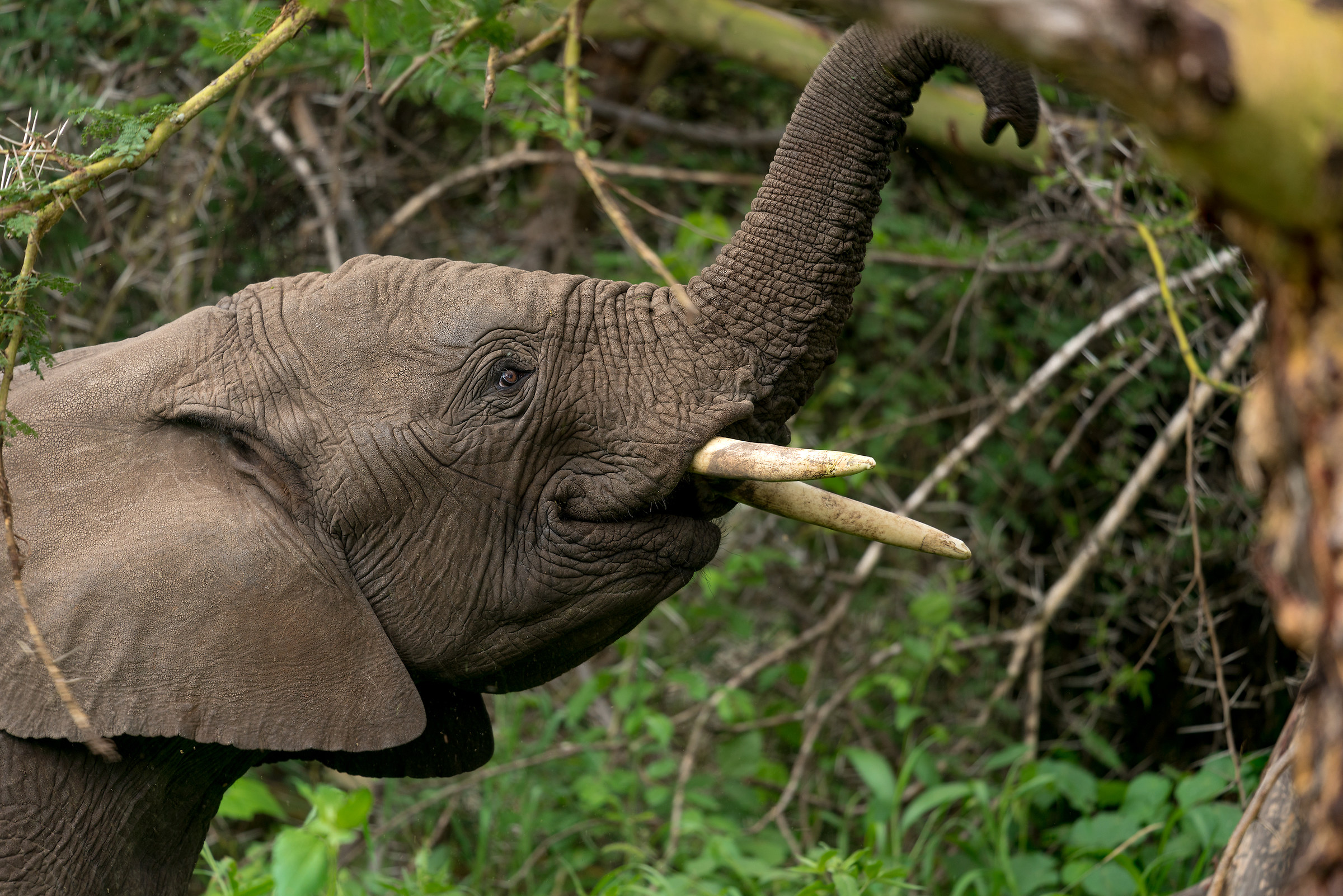 African elephant
