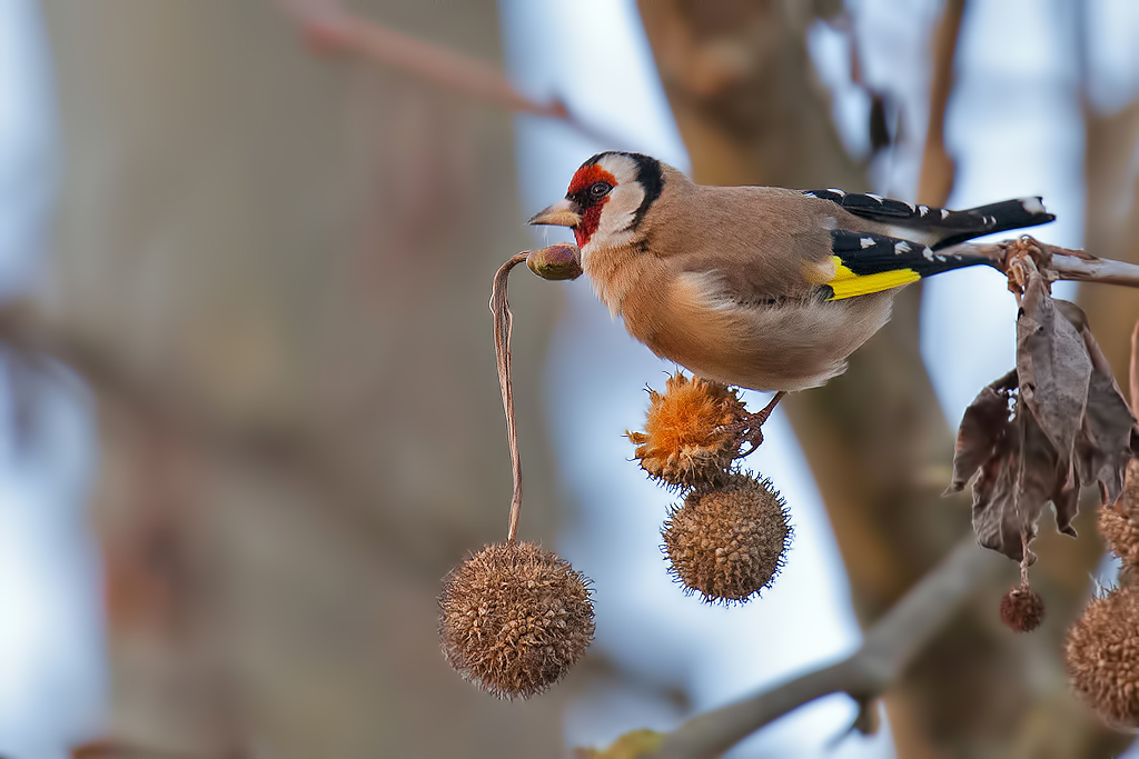 Cardellino (Carduelis carduelis)