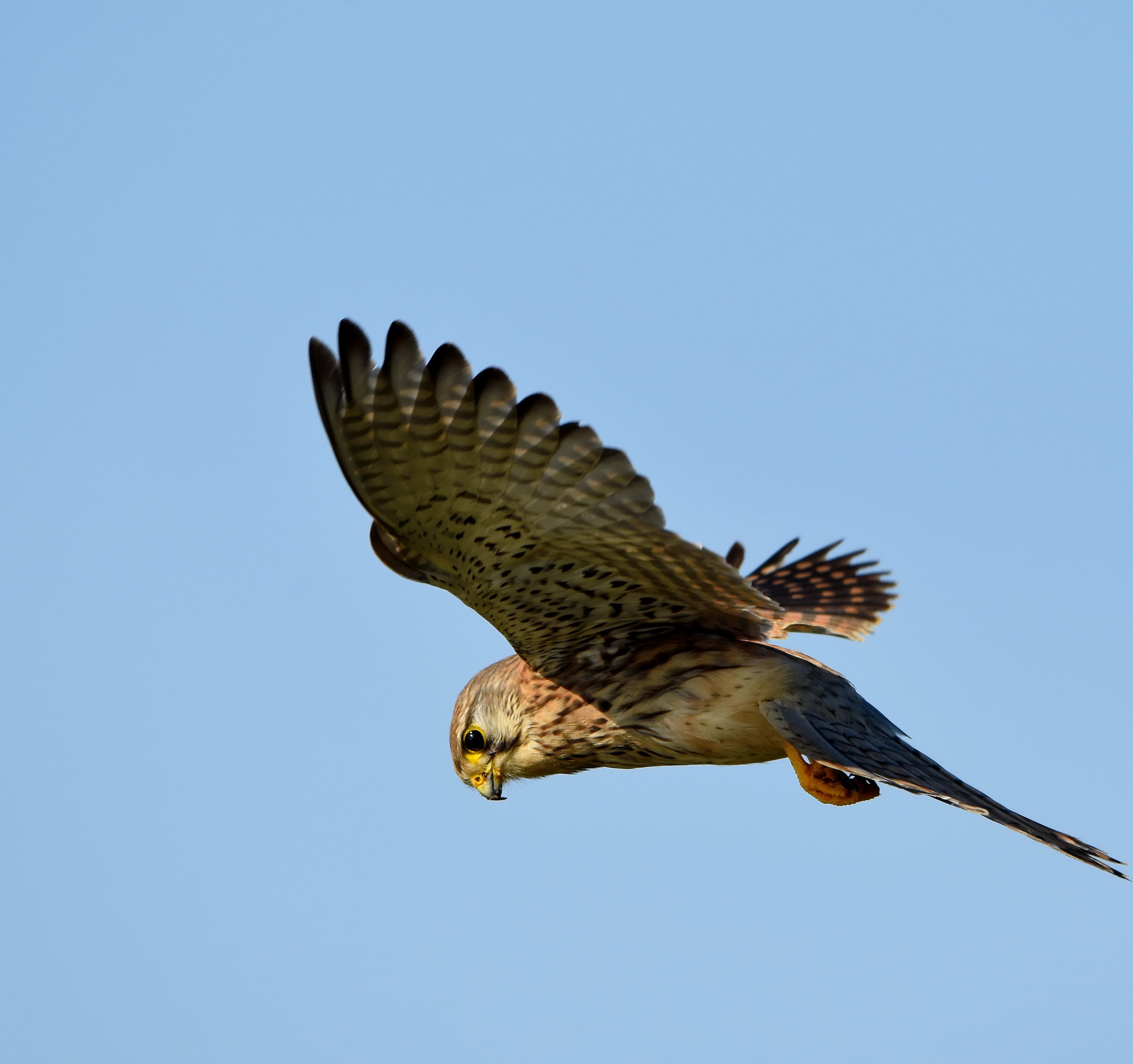 kestrels park of Circeo