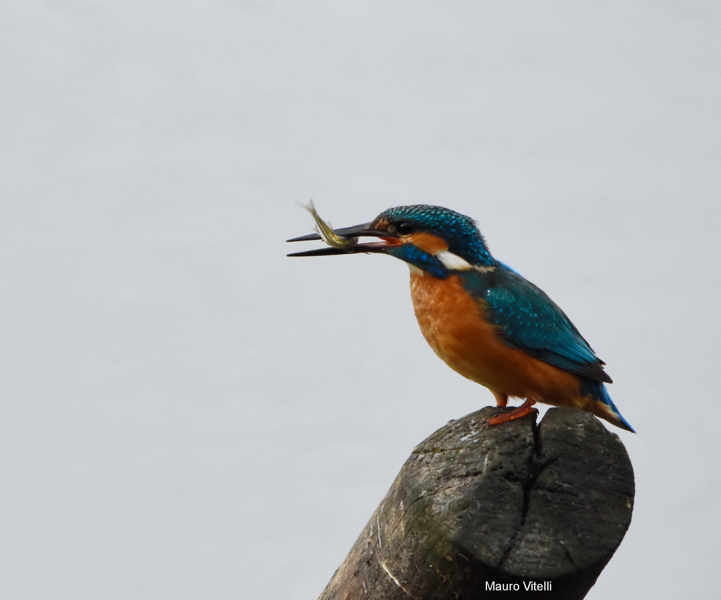 kingfisher with prey