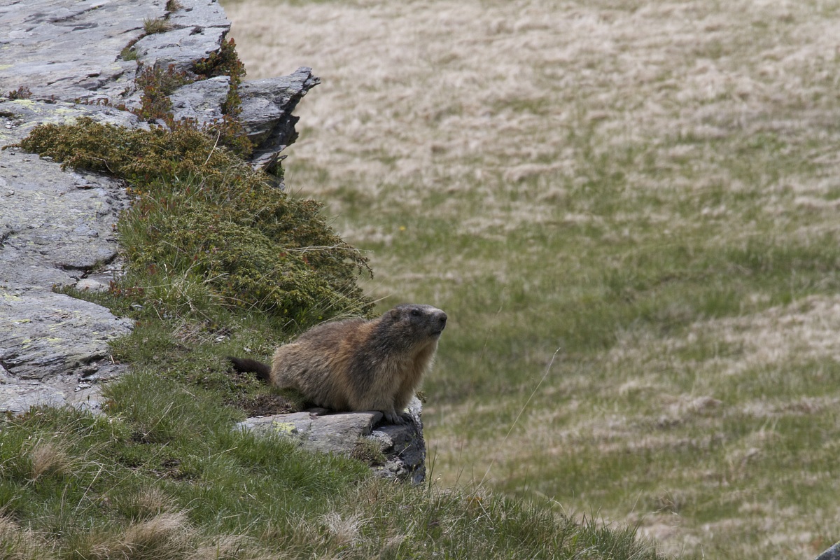 marmotta