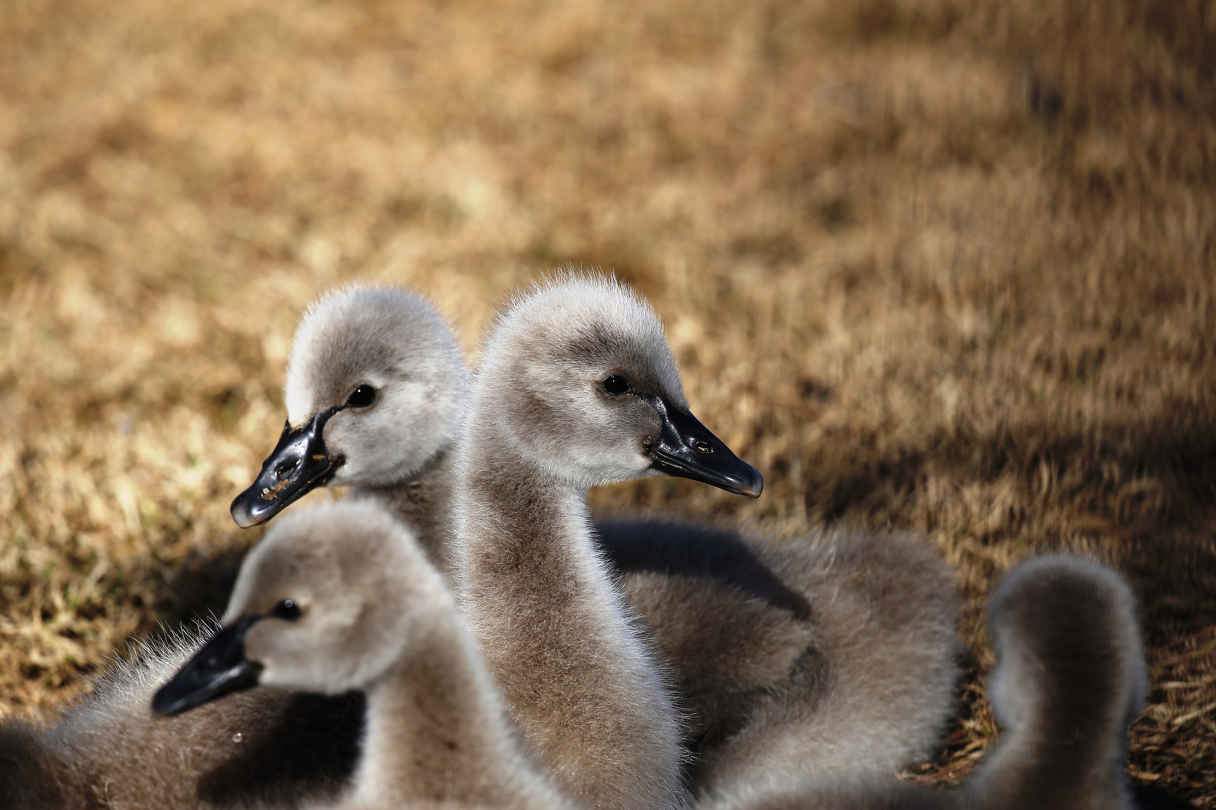 Chicks of Black Swan