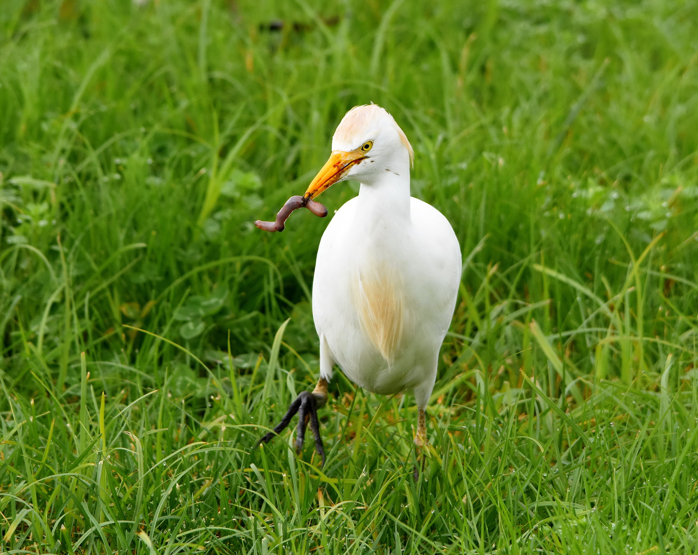 Cattle Egret with prey