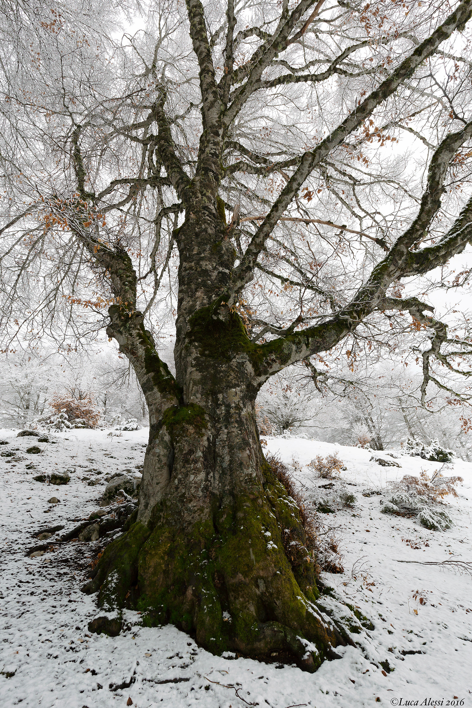 The lord of the forest